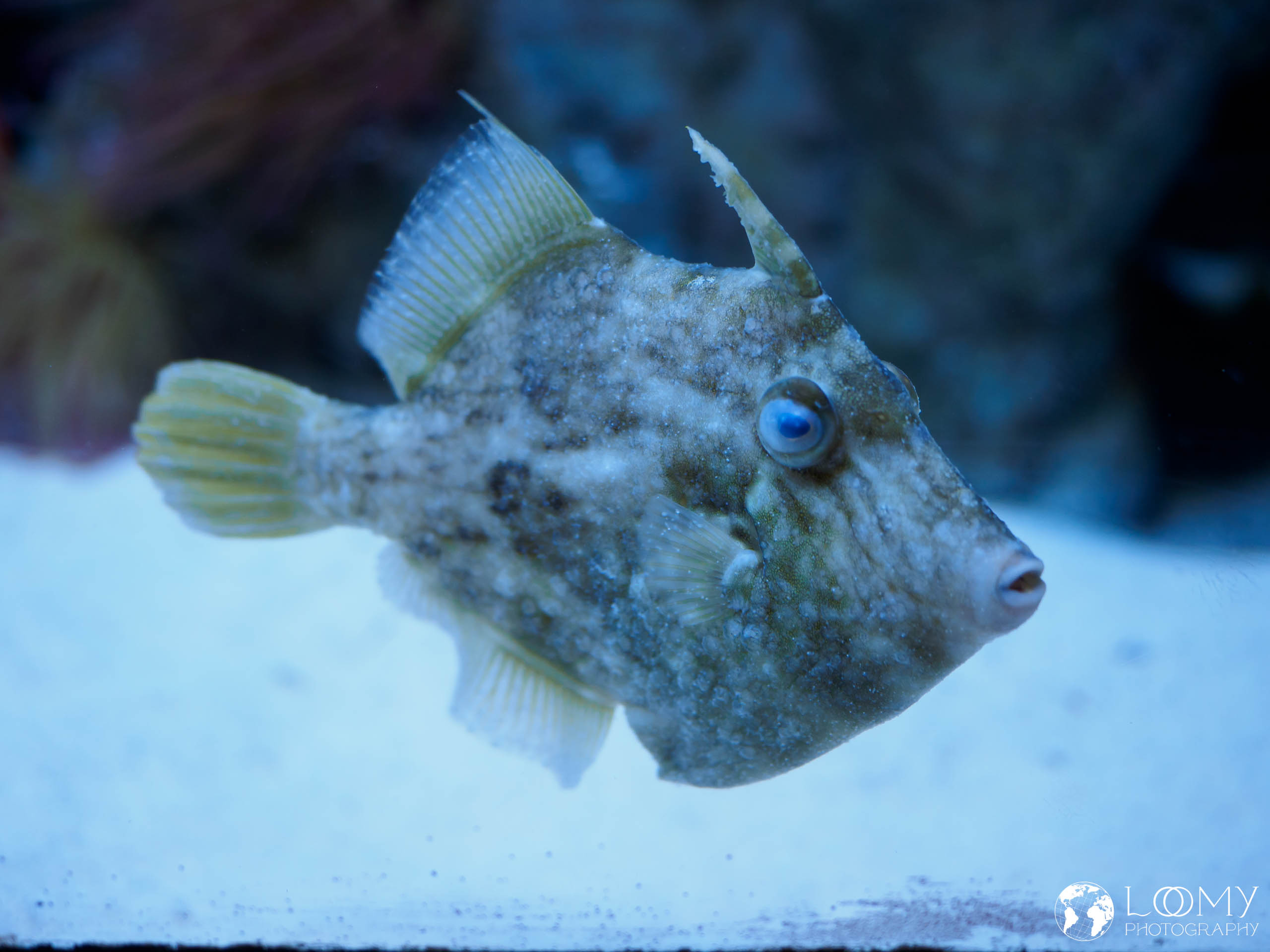 Brauner Feilenfisch