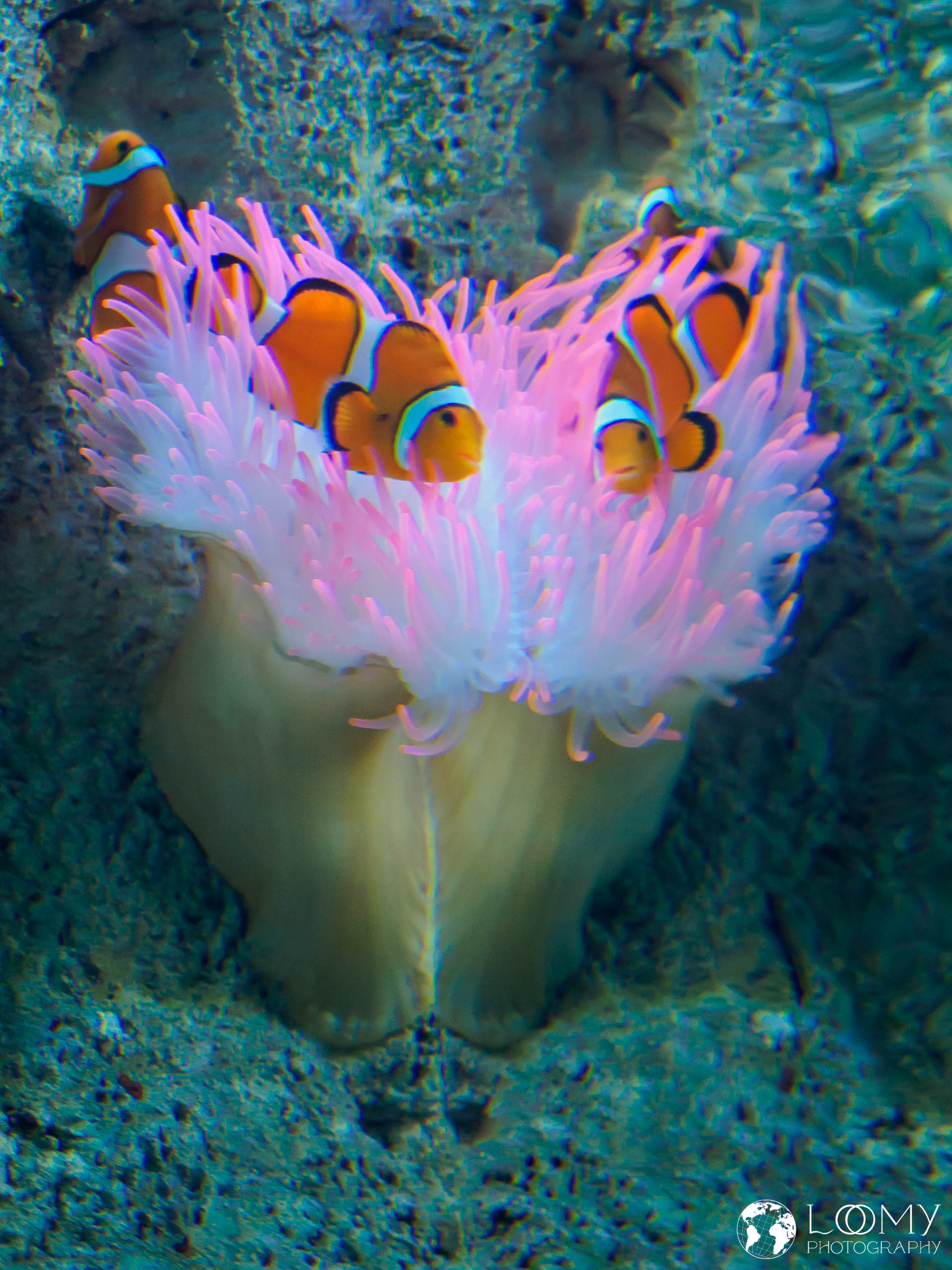 Falscher Clownfisch