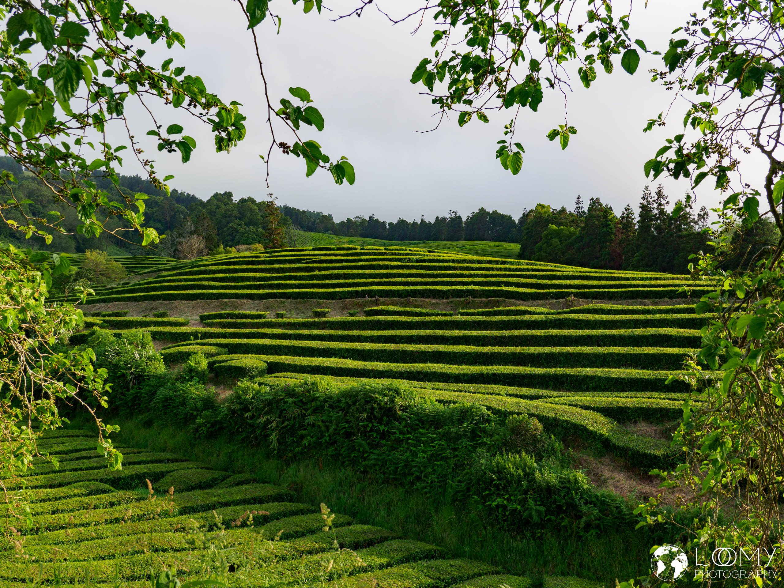 Teeplantage