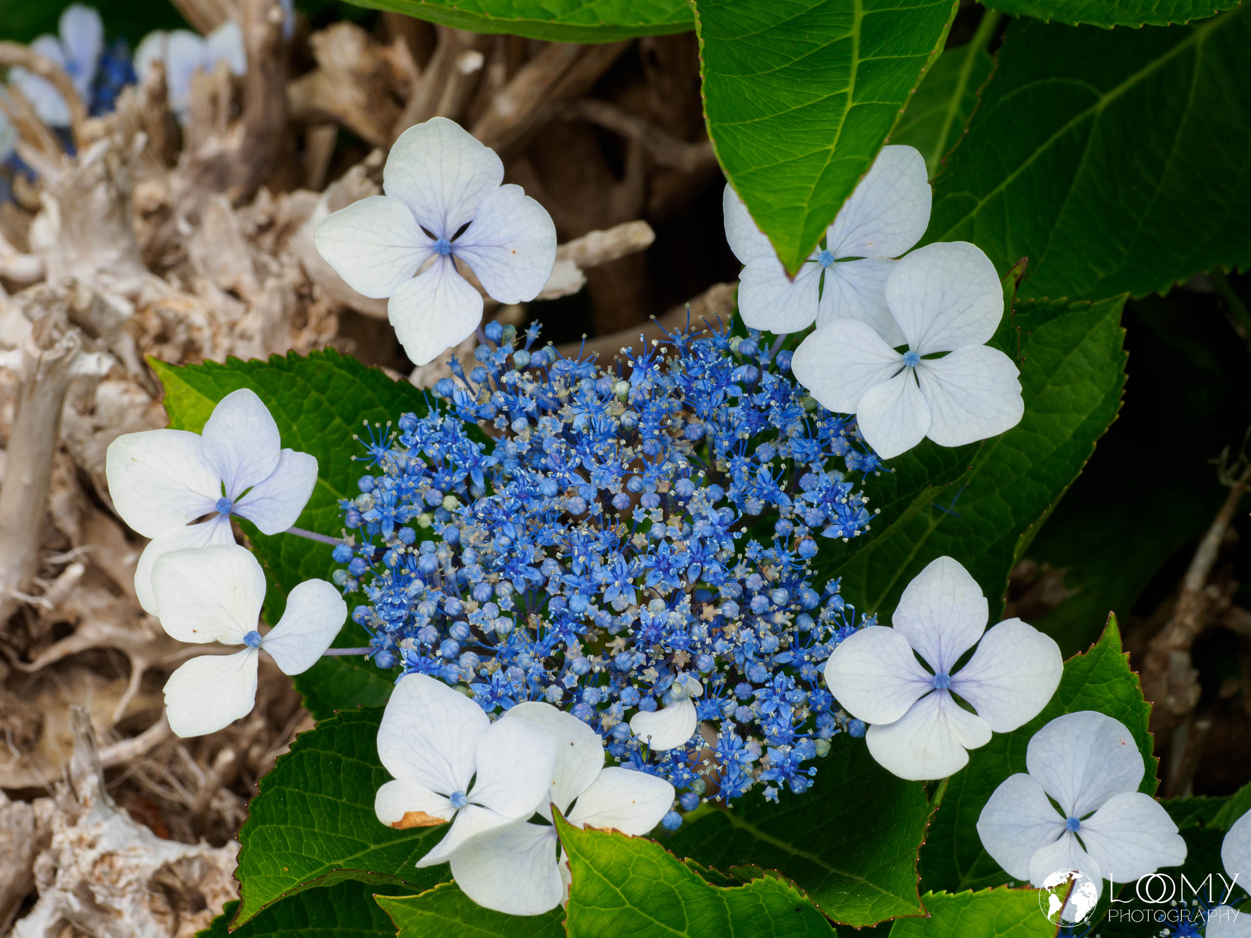 Hortensie