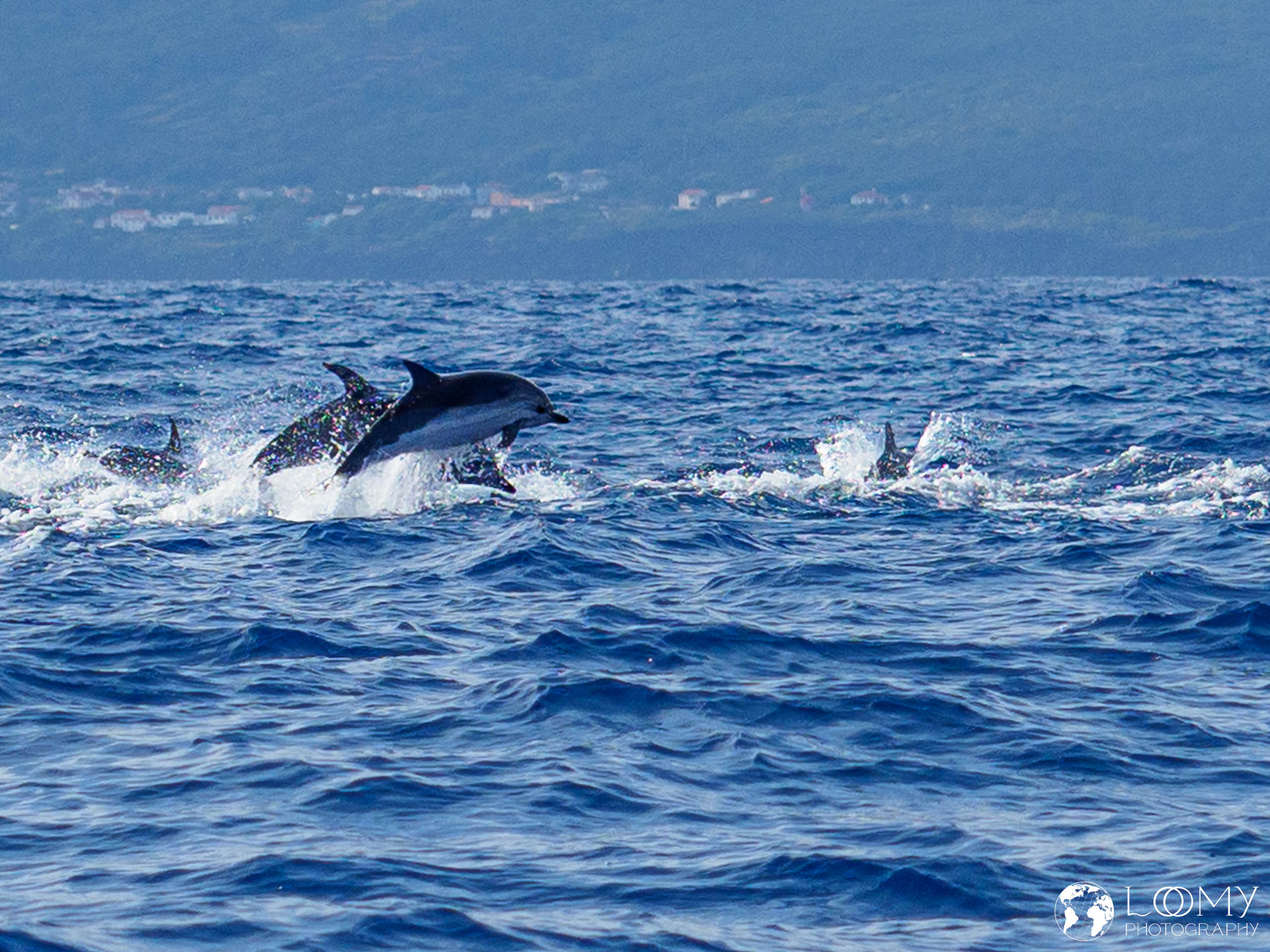 Blau-Weisser Delfin
