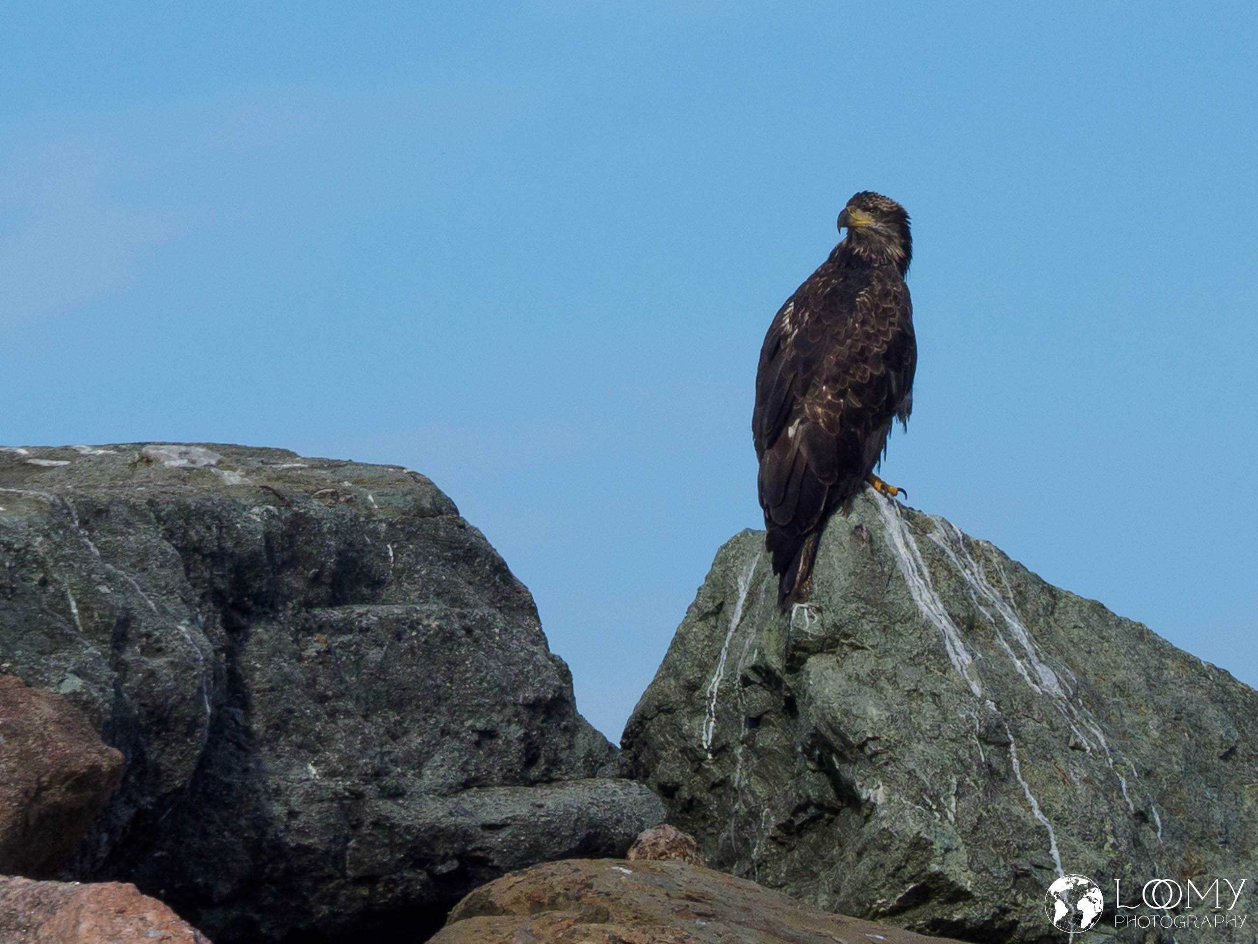 Seeadler
