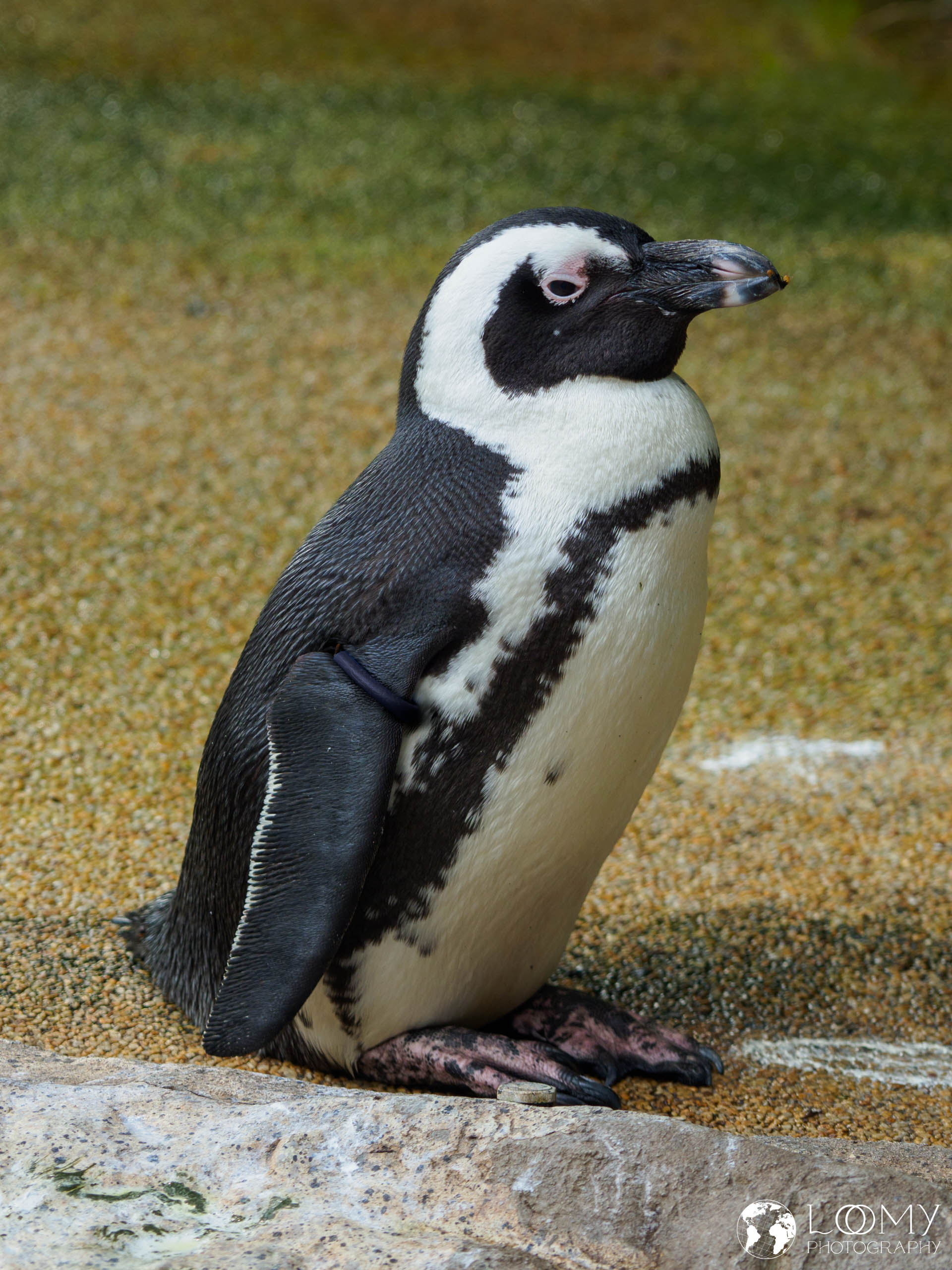 African penguin