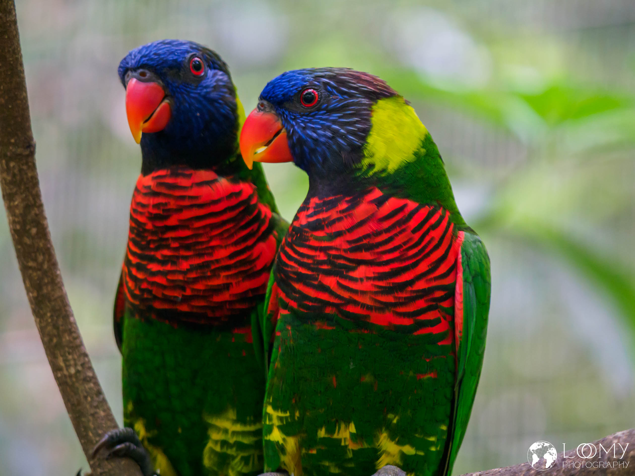Jurong Vogelpark