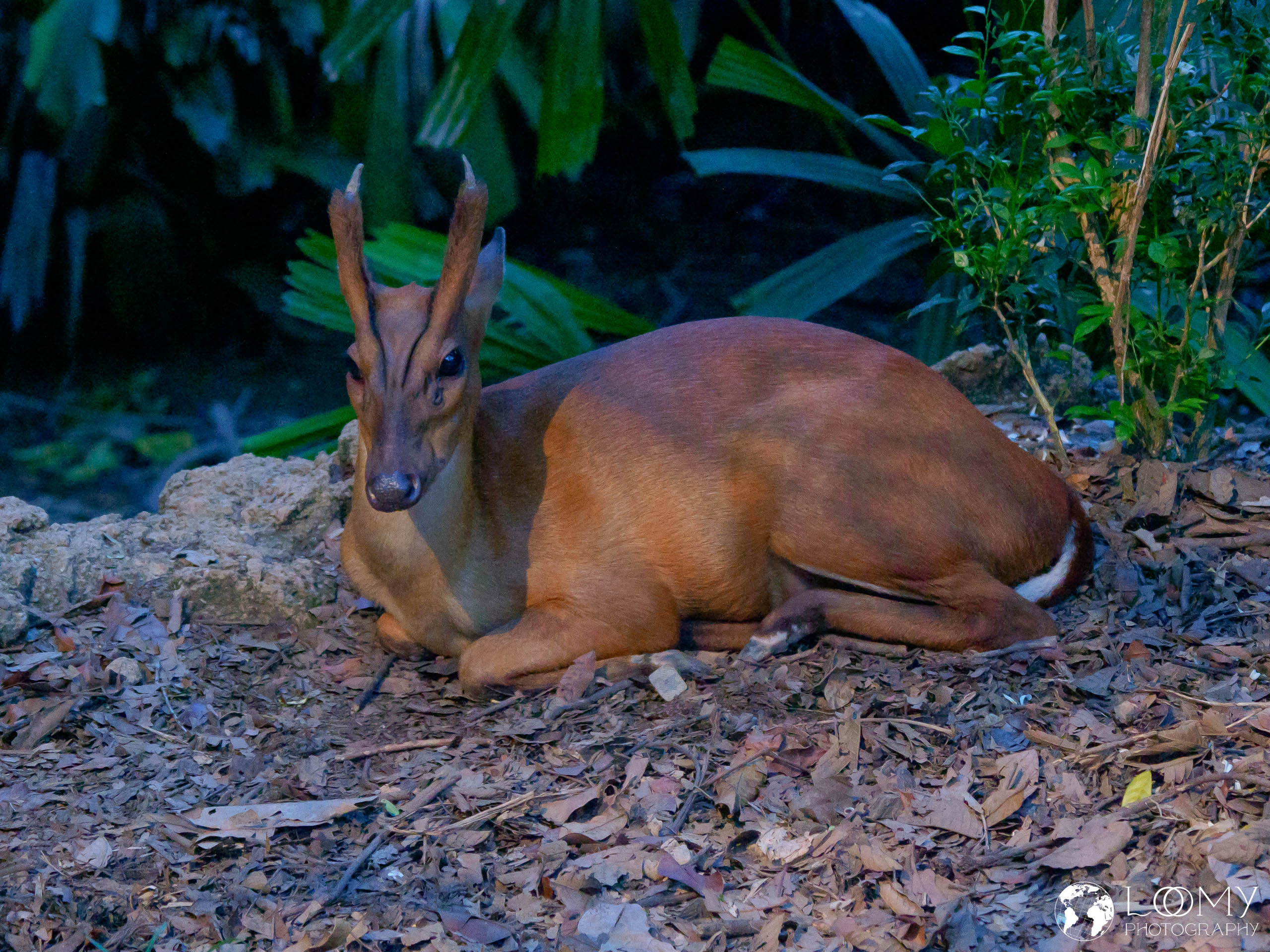 Barking Deer