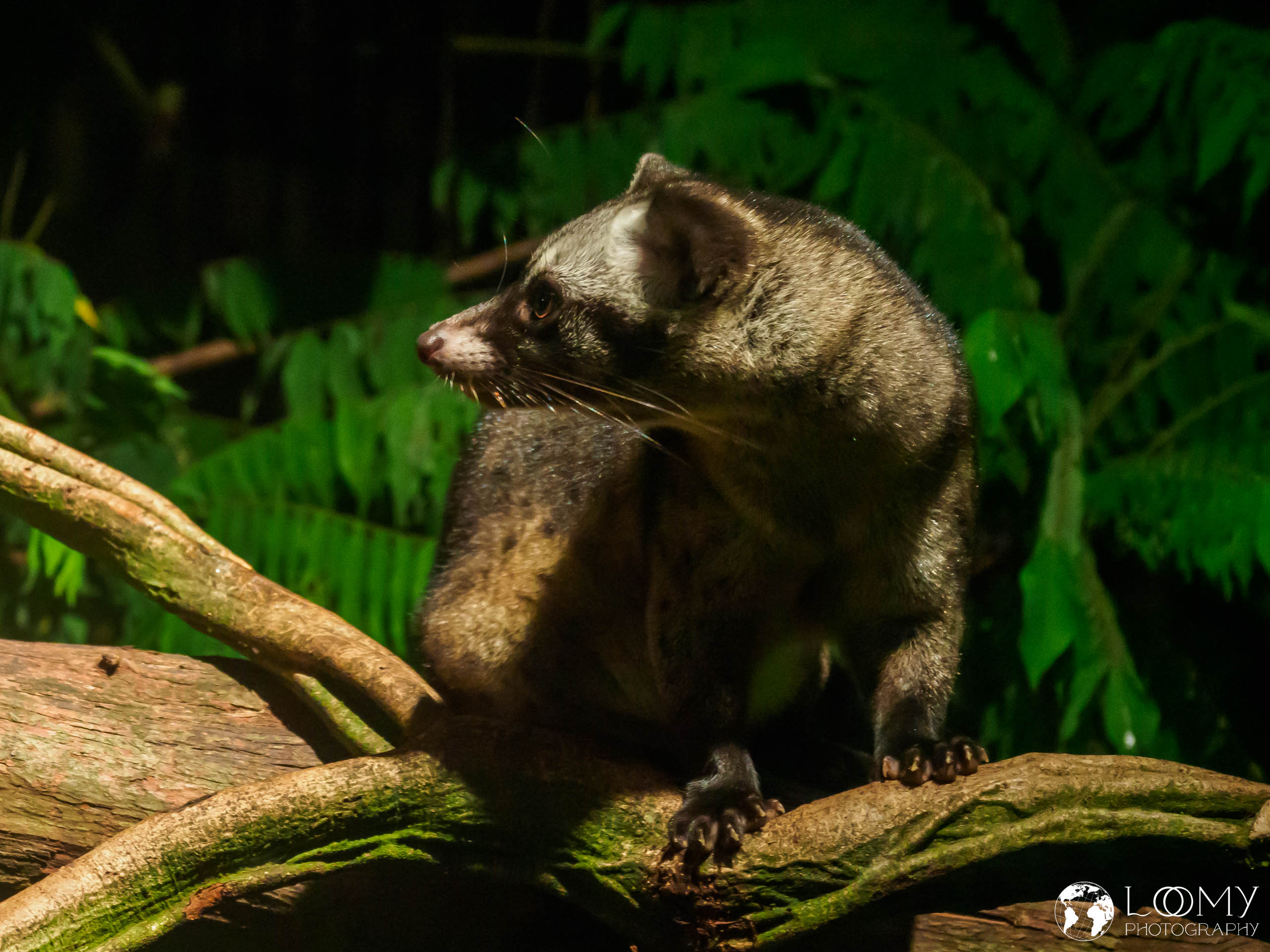 Common palm civet