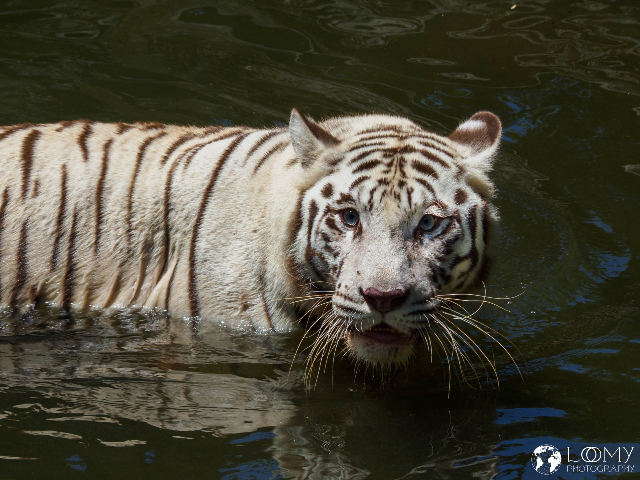 Zoo Singapur