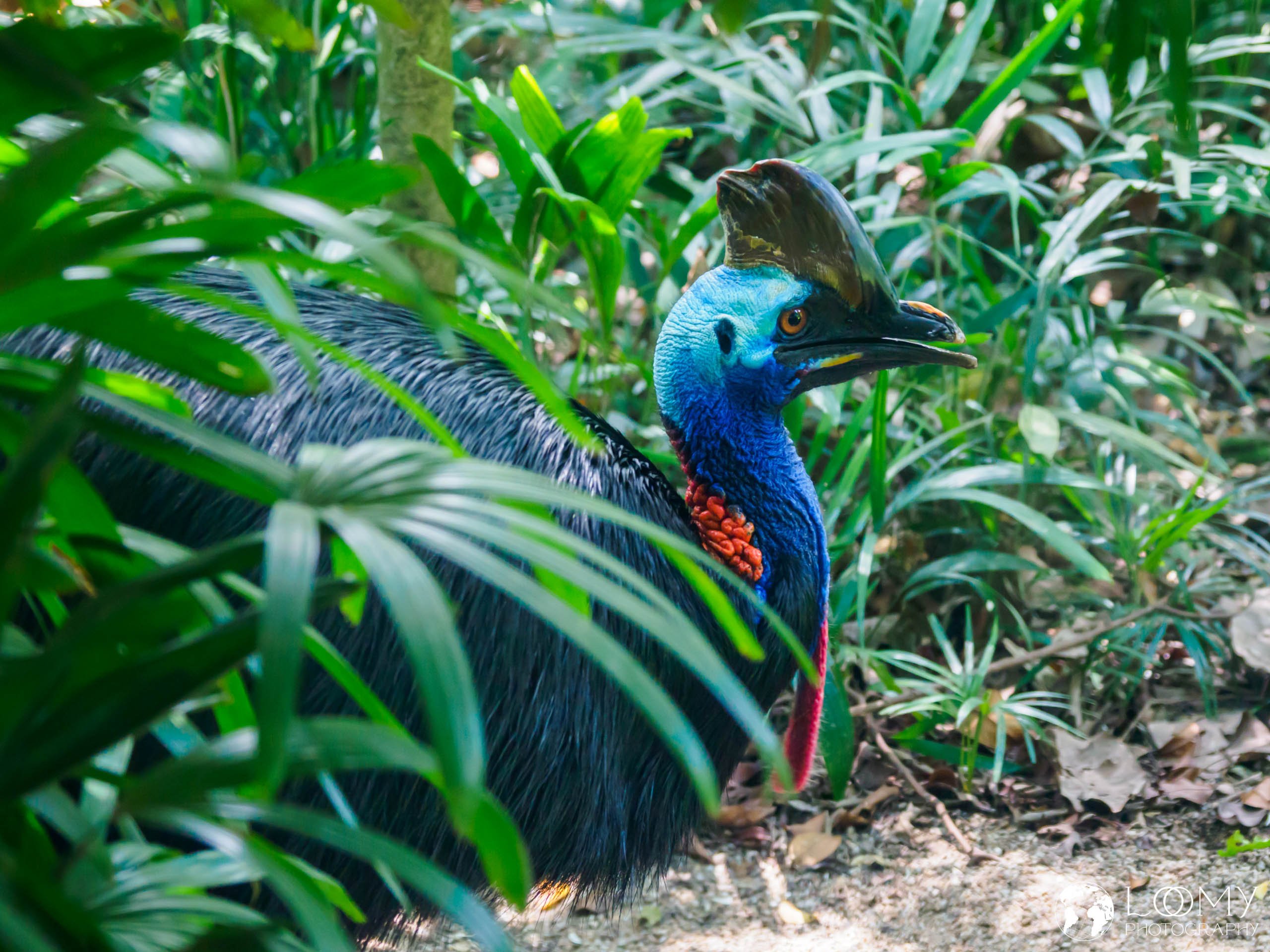 Cassowary
