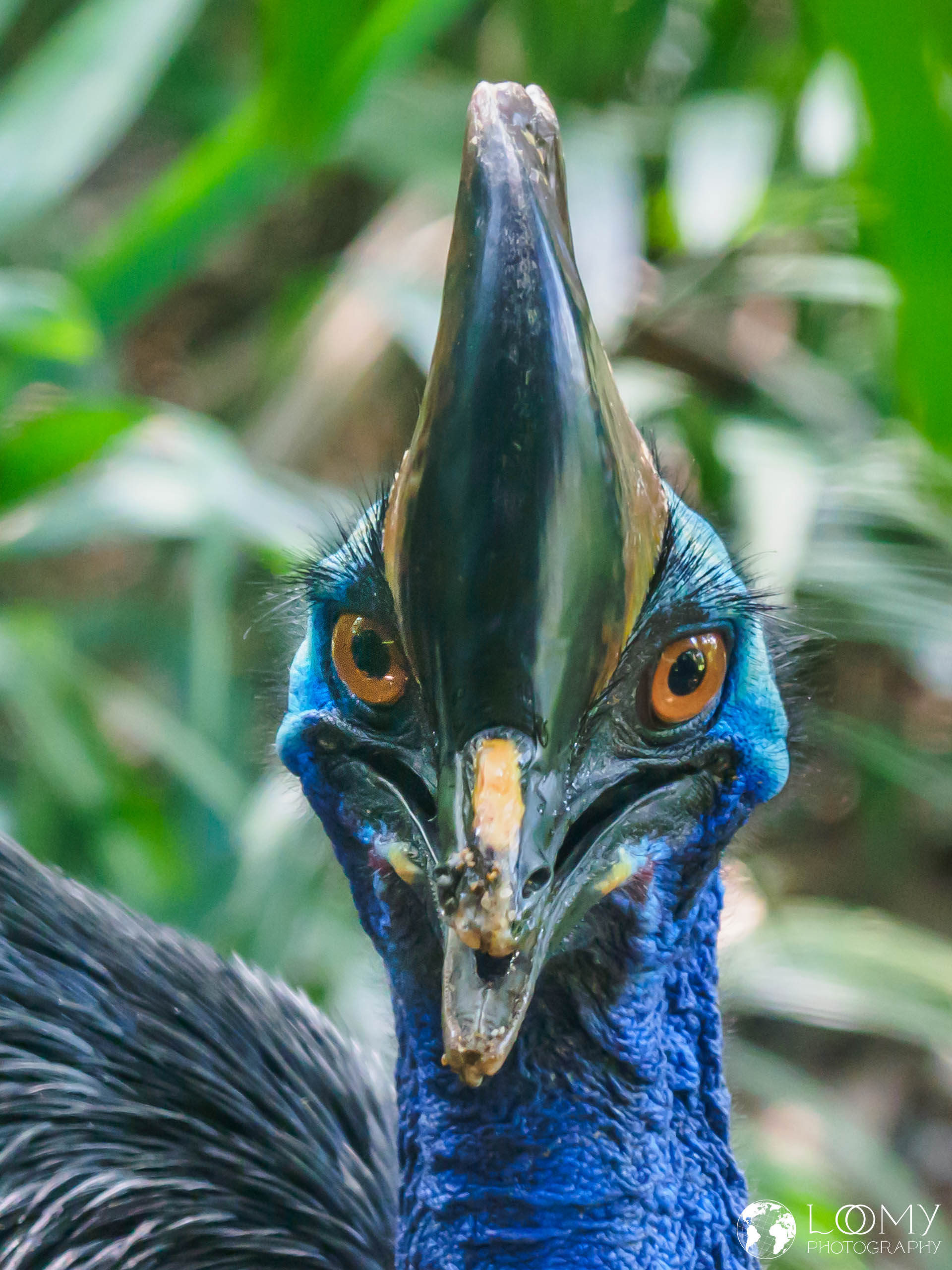 Cassowary