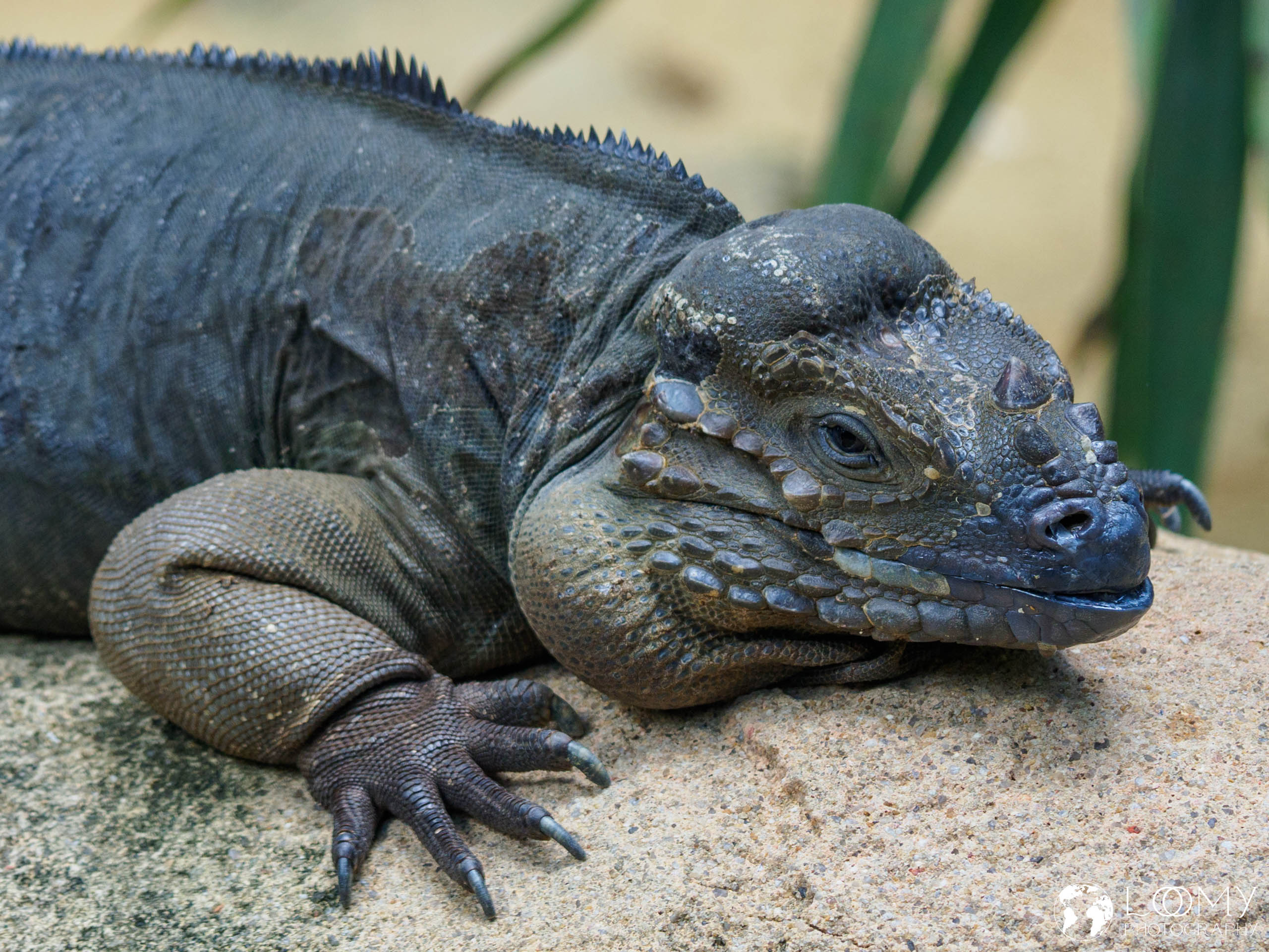 Horned Lizard