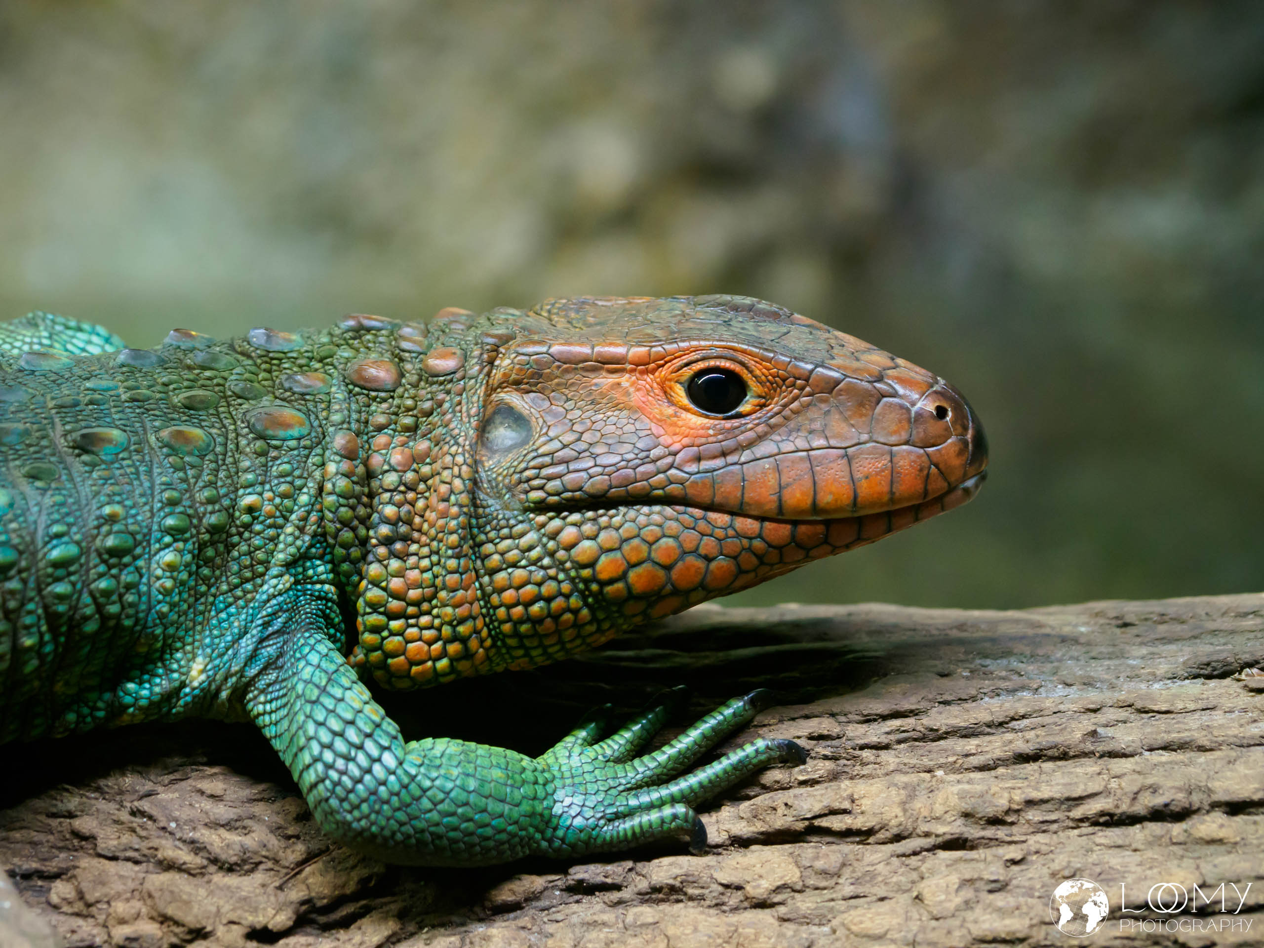 Caiman Lizard