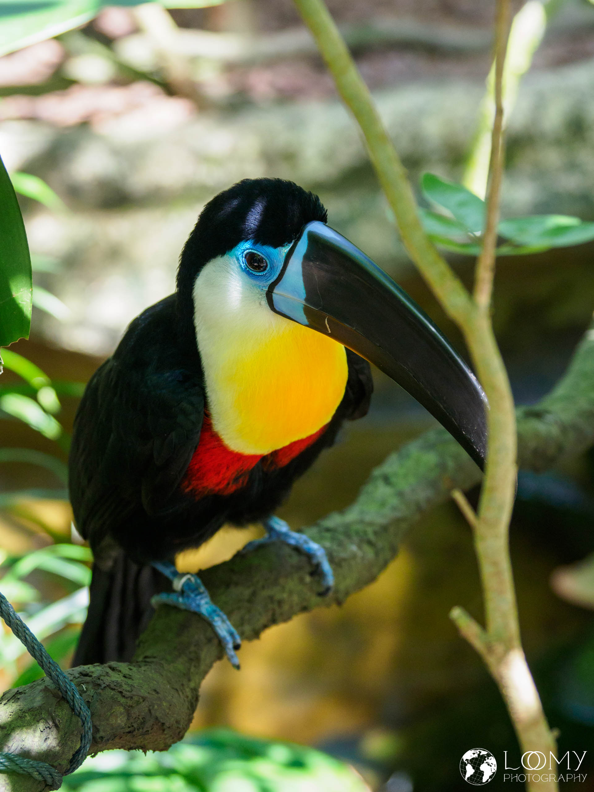 Channel-billed Toucan
