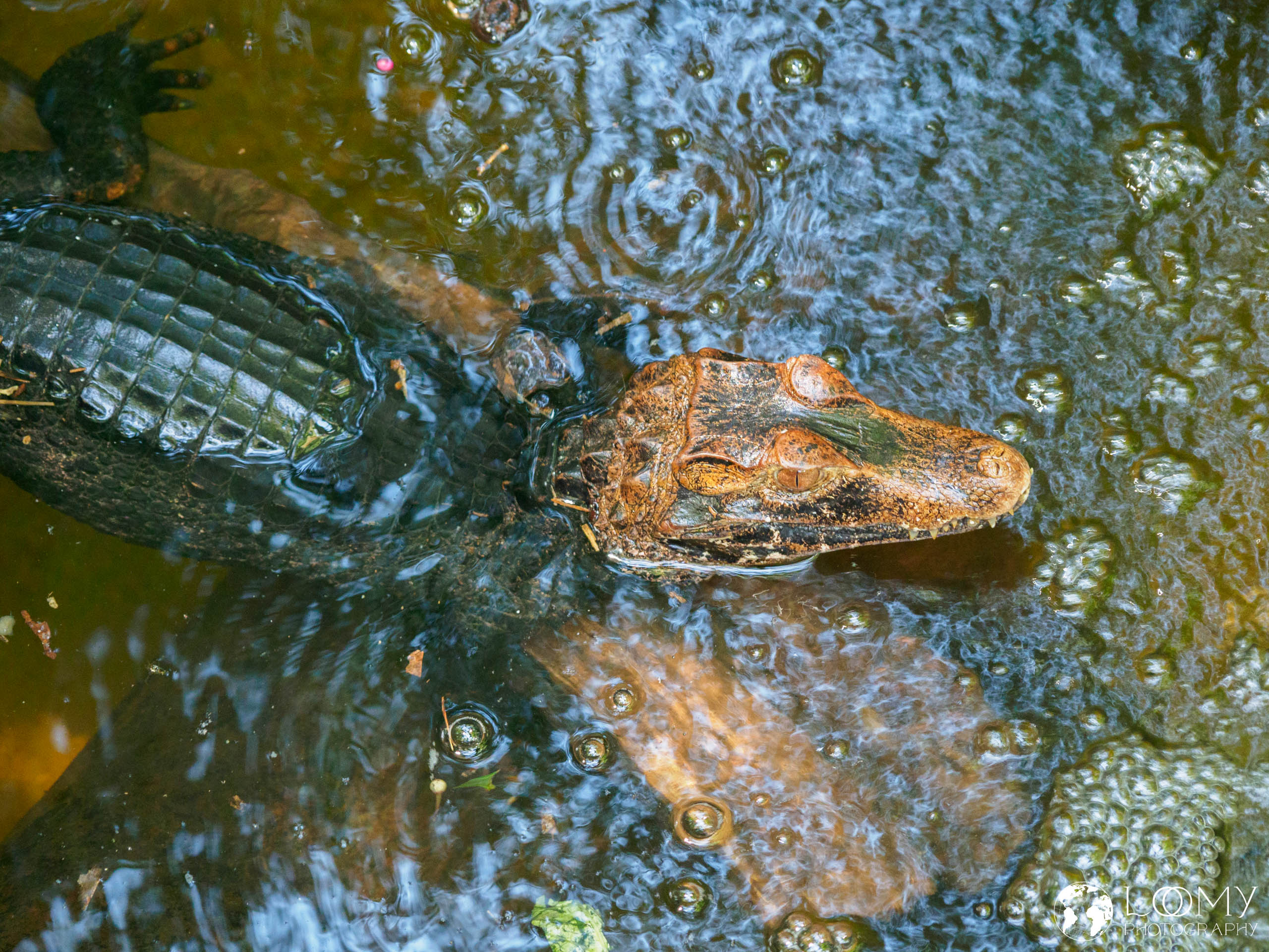 Cuvier's Dwarf Caiman