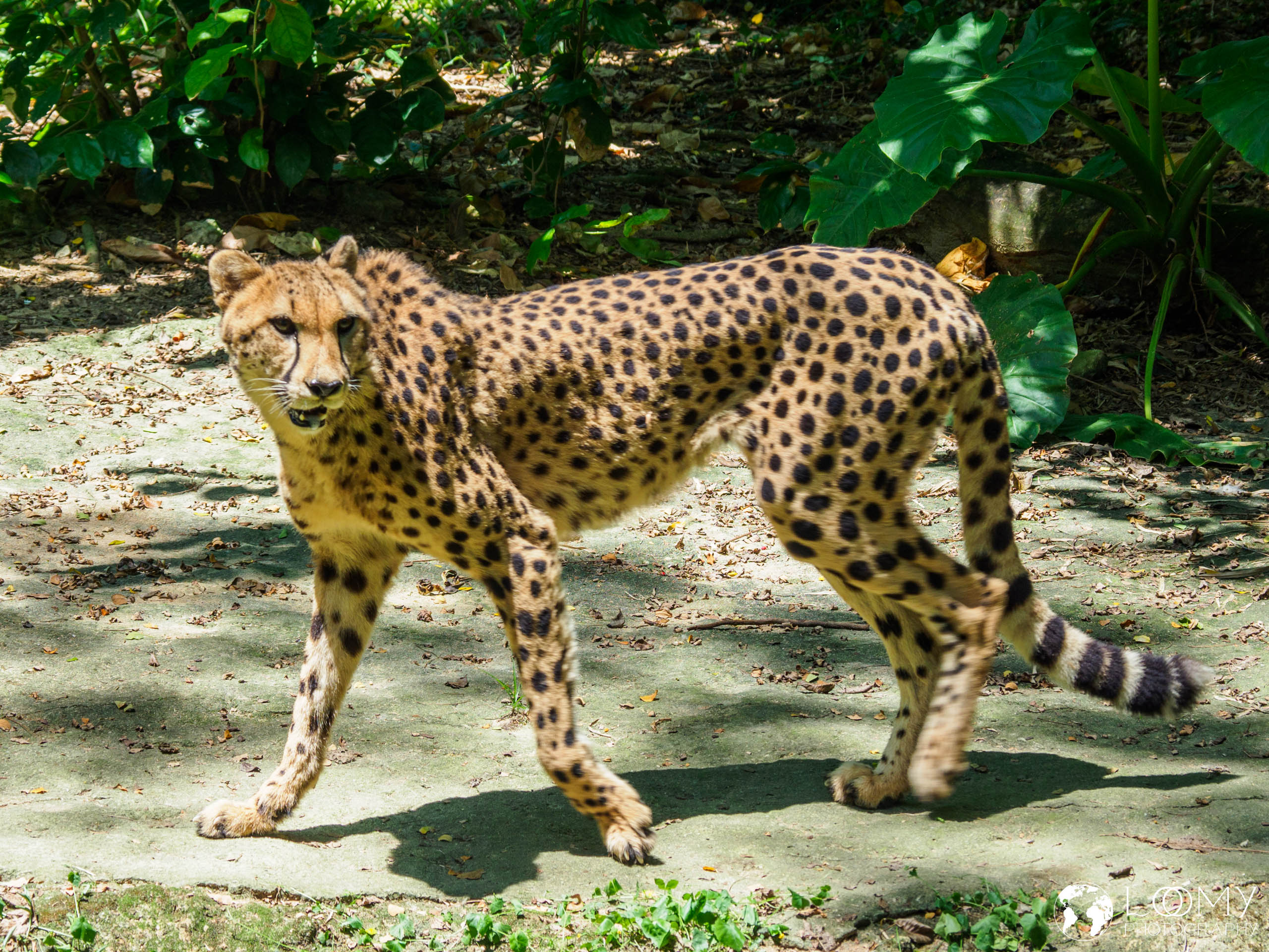 Gepard