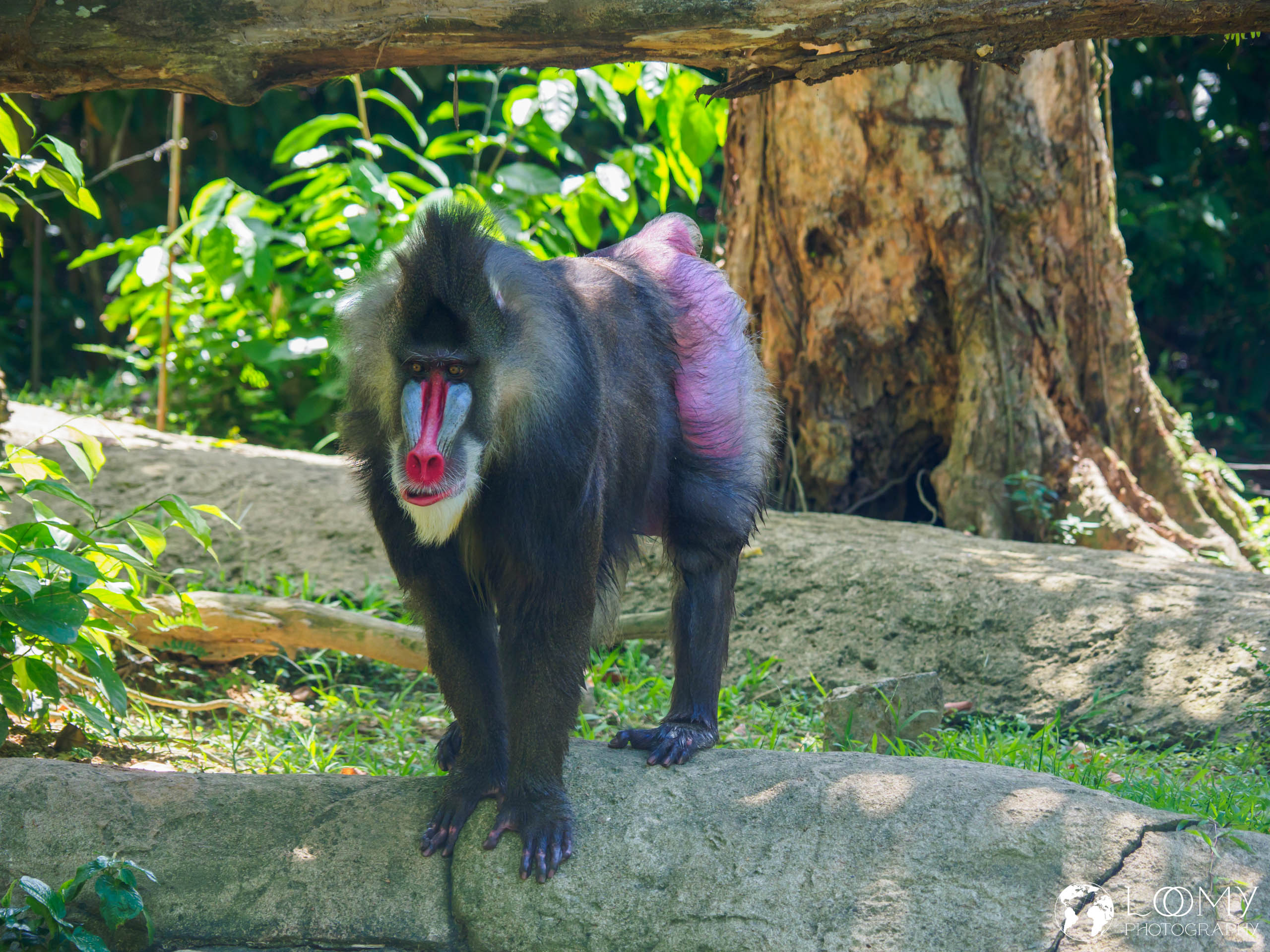 Mandrill