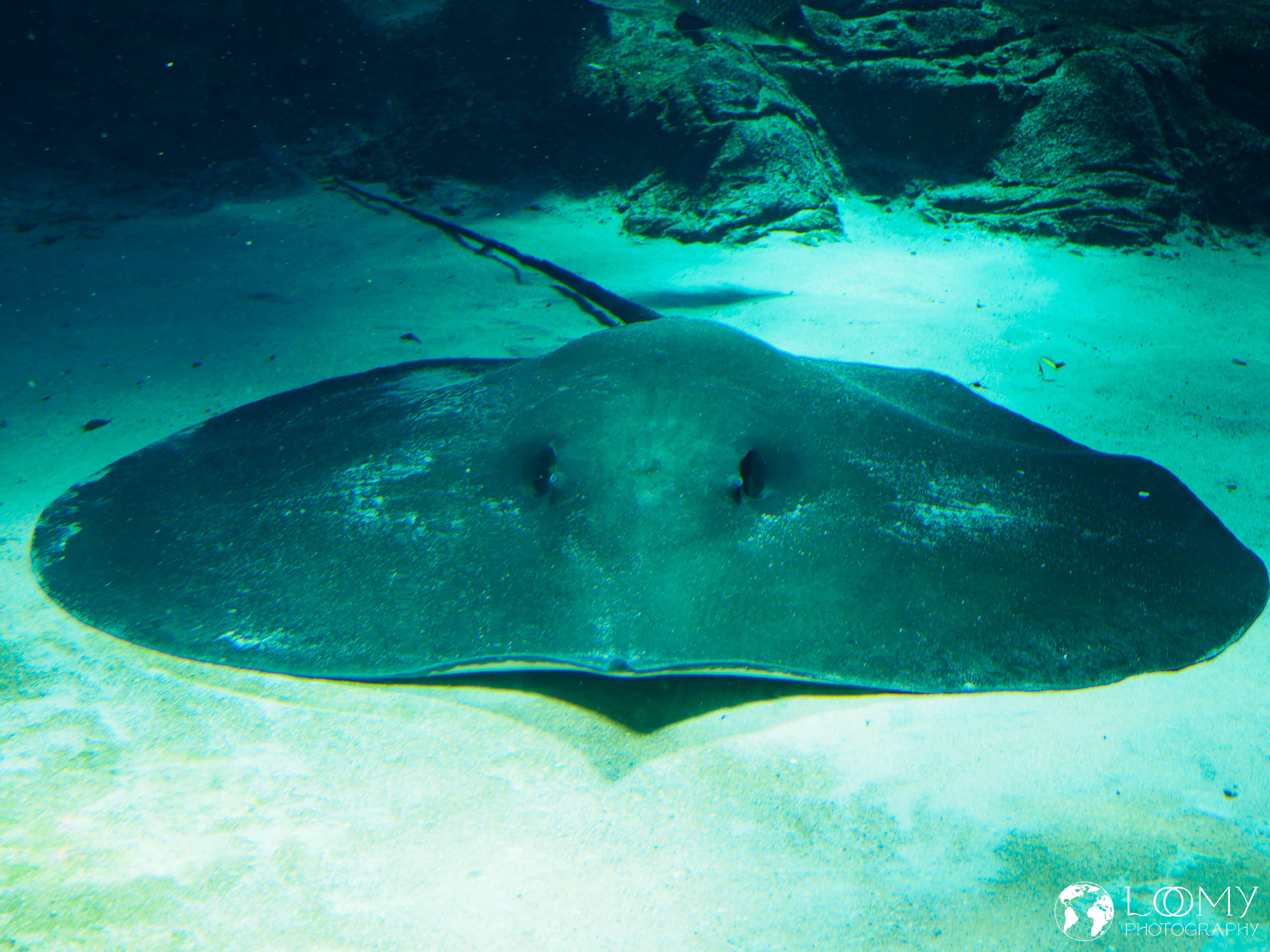 Giant Freshwater Stingray