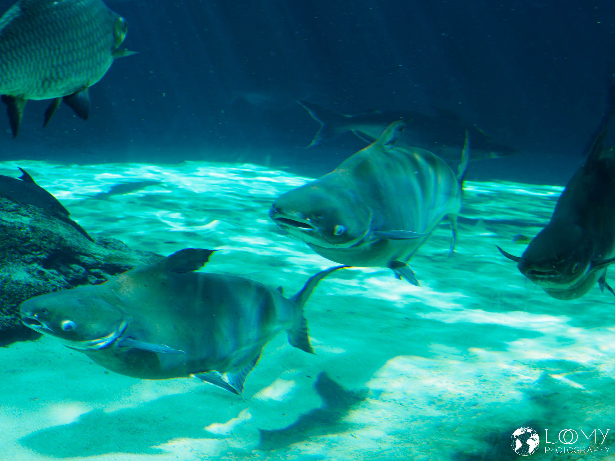 Mekong Giant Catfish