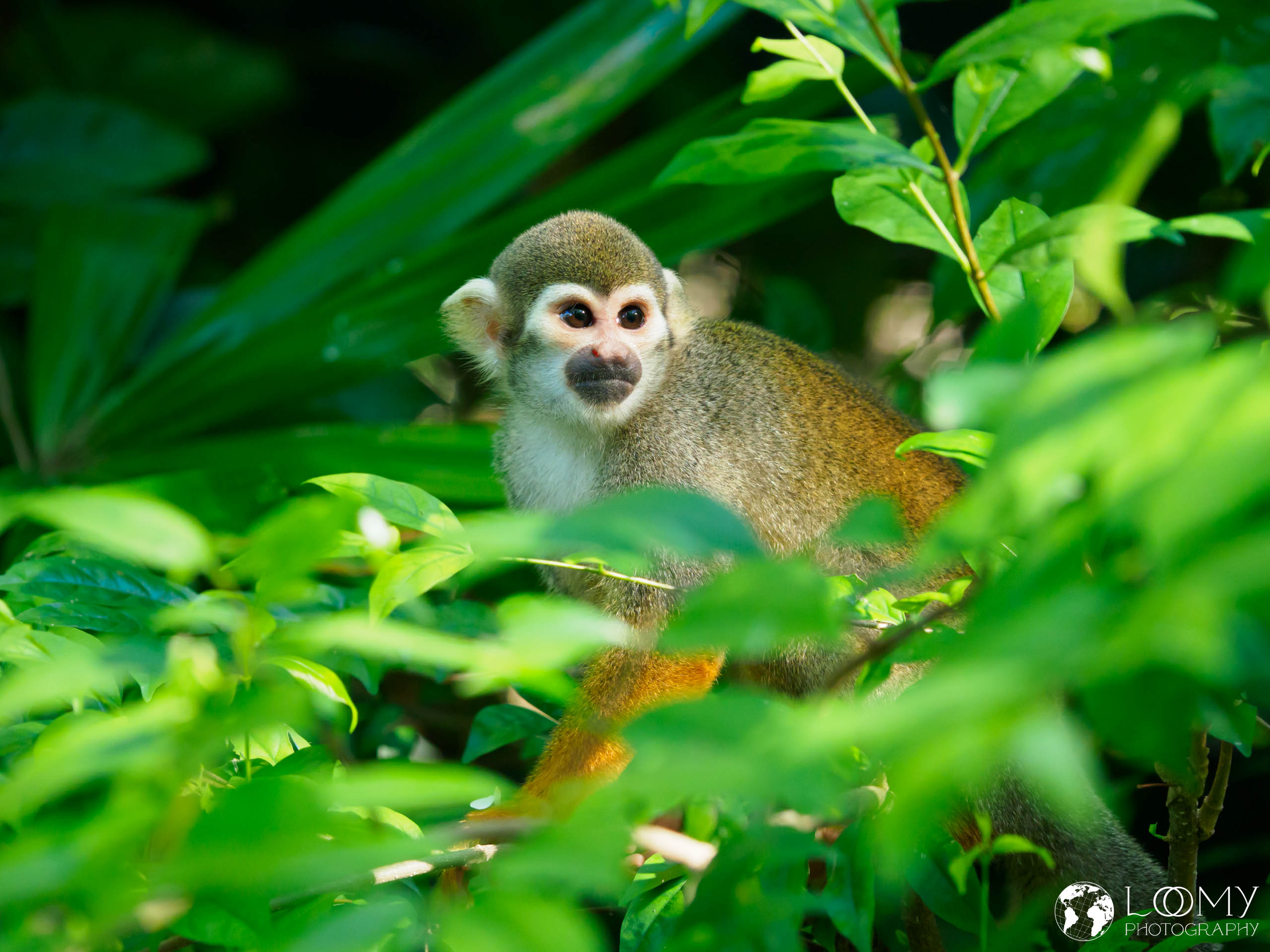 Common Squirrel Monkey