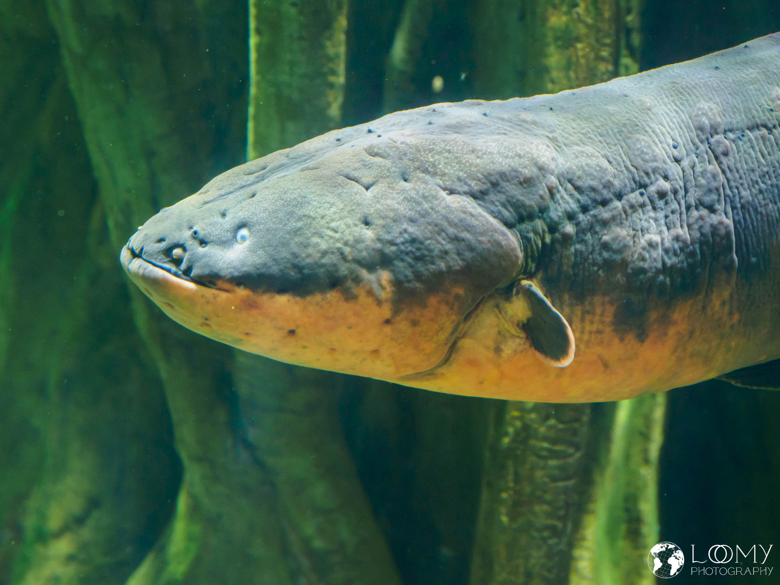 Electric Eel