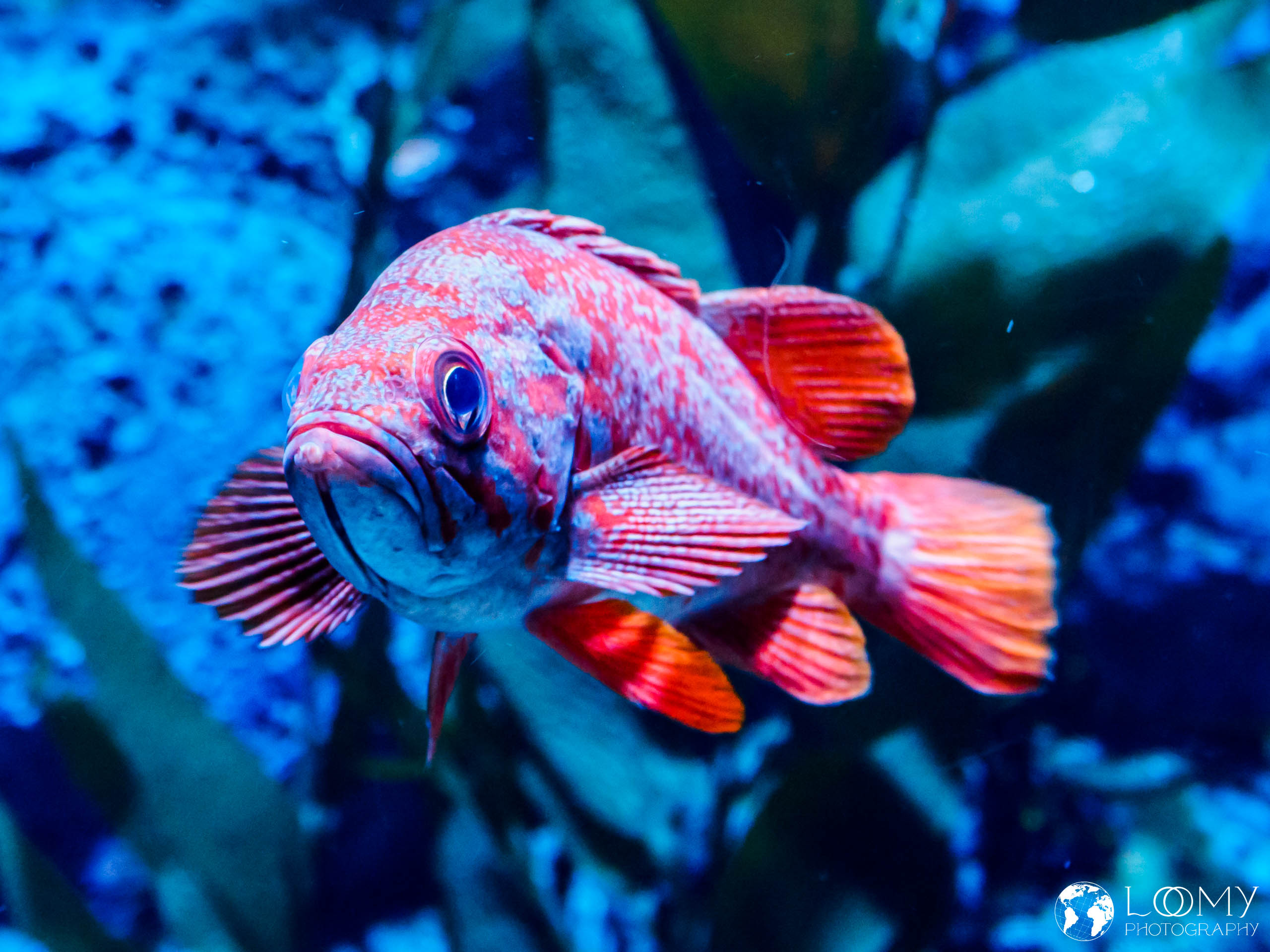 S.E.A. Aquarium