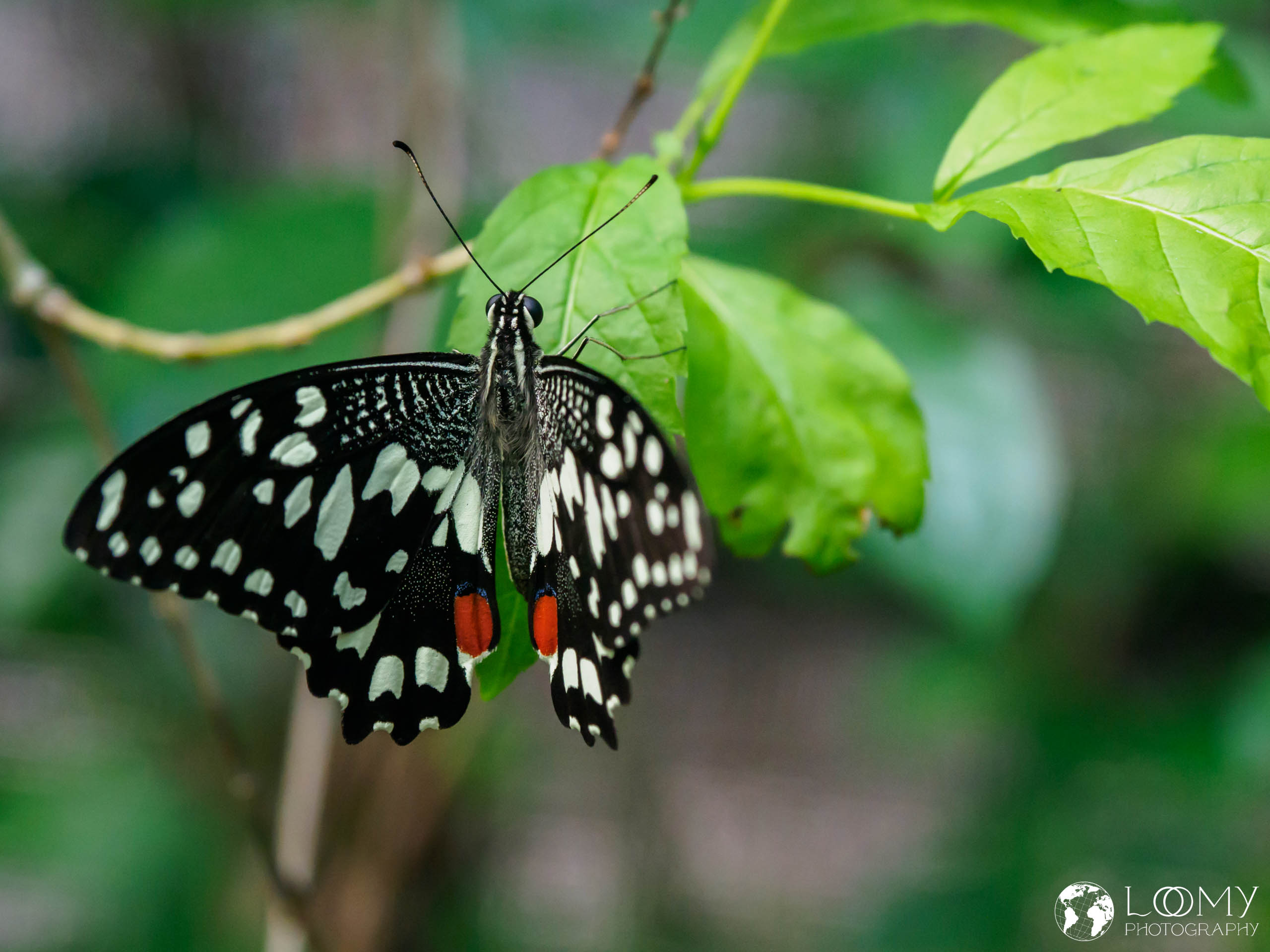 Butterfly Park
