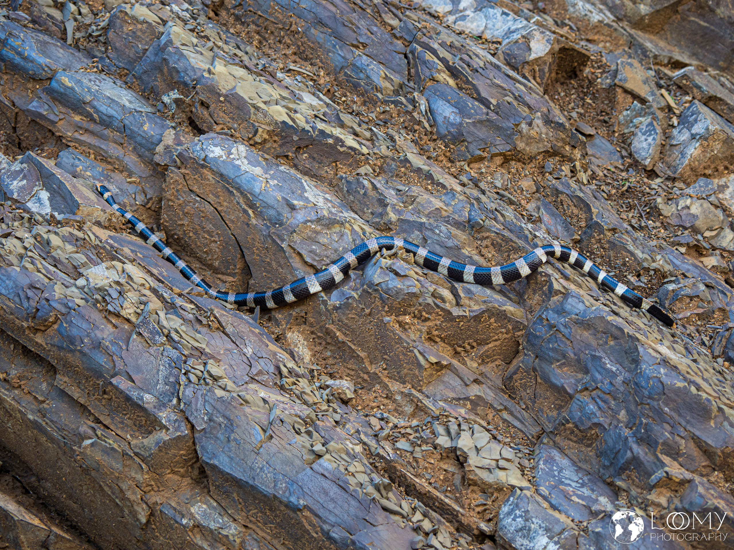 Plattschwanz Giftnatter