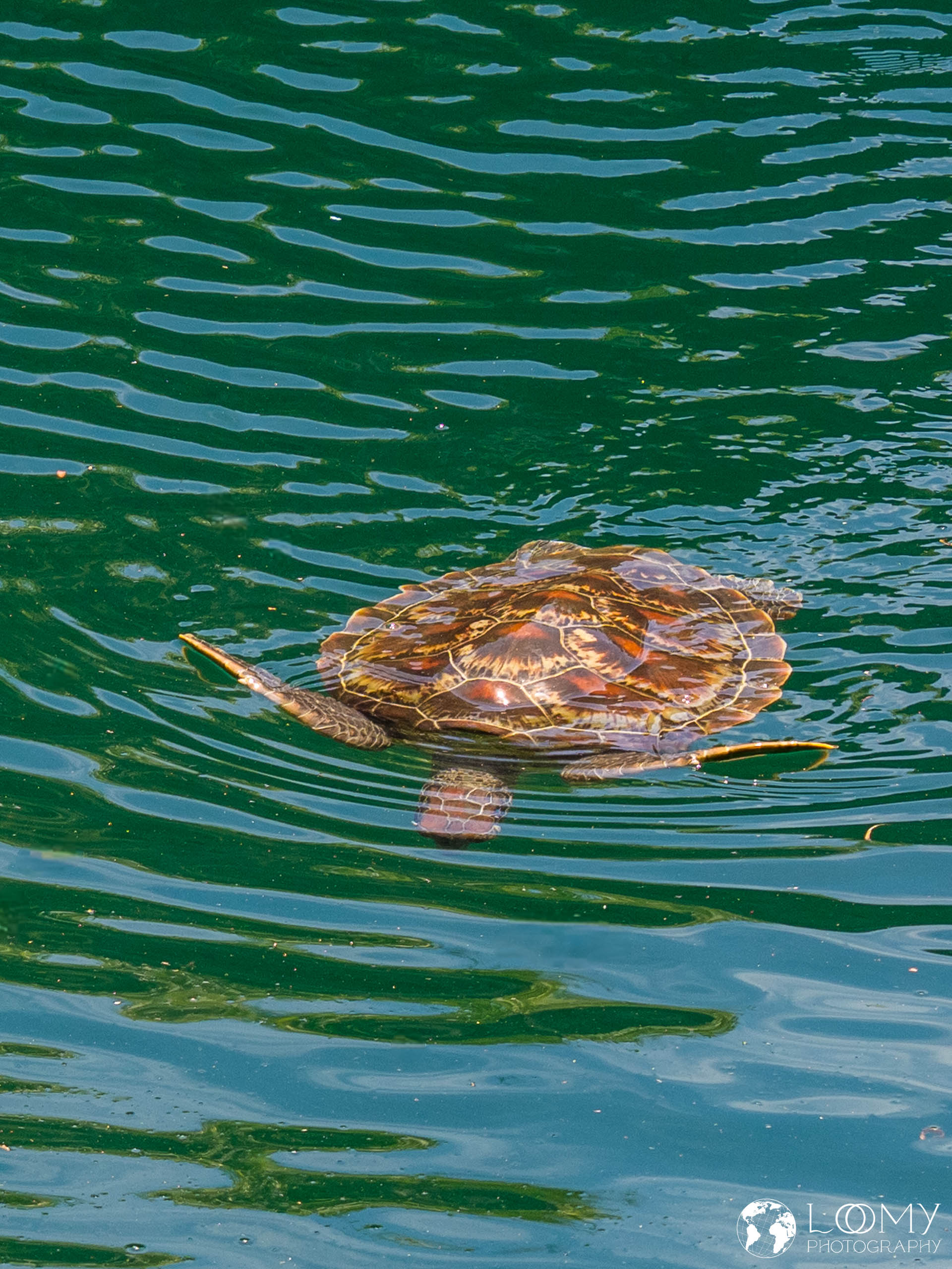 Schildkröte