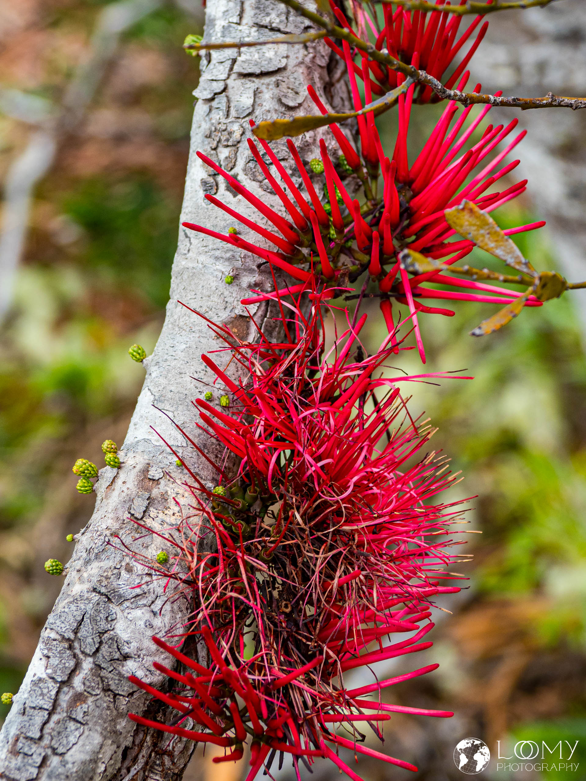 Amyema scandens