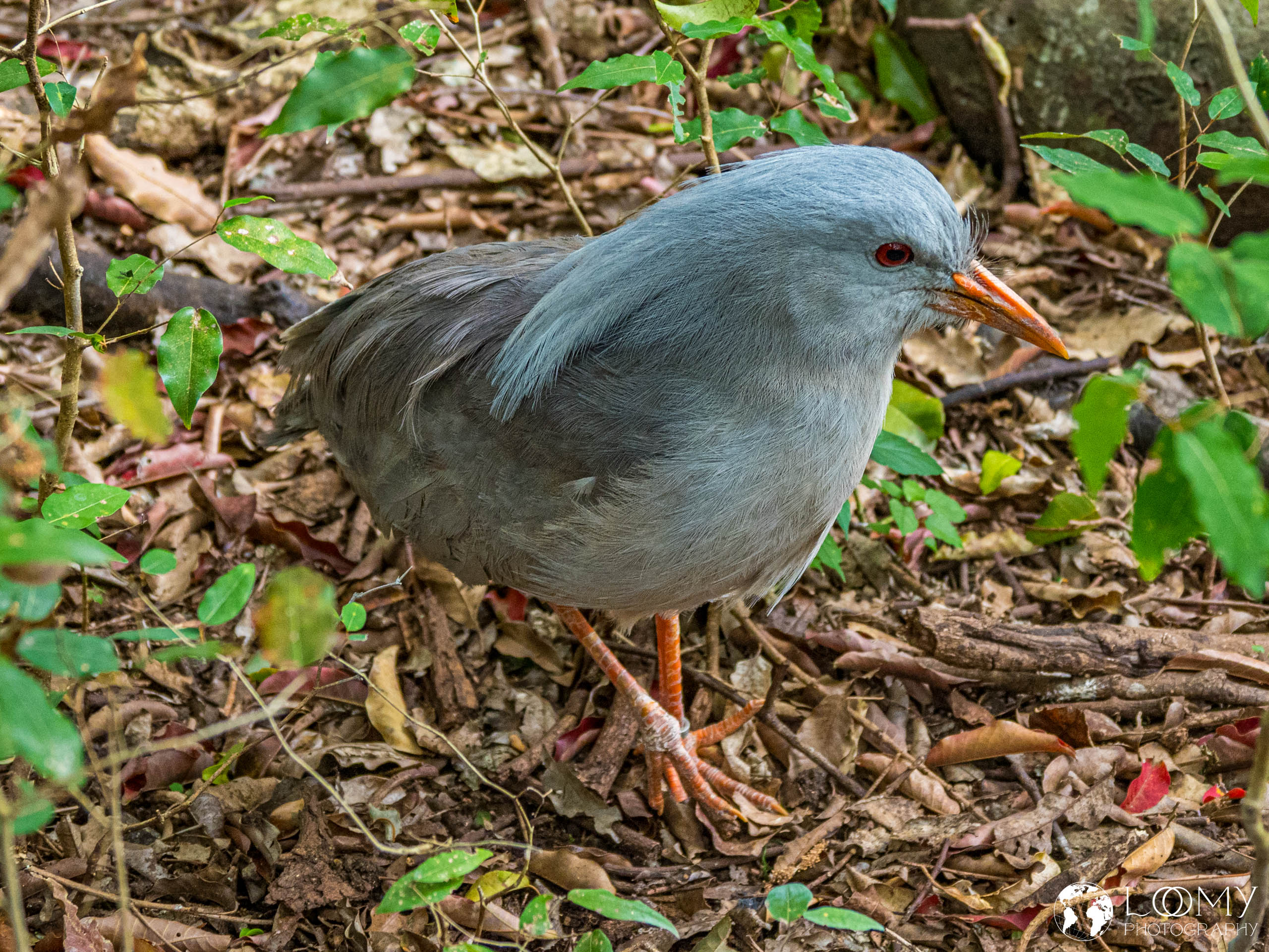 Kagu