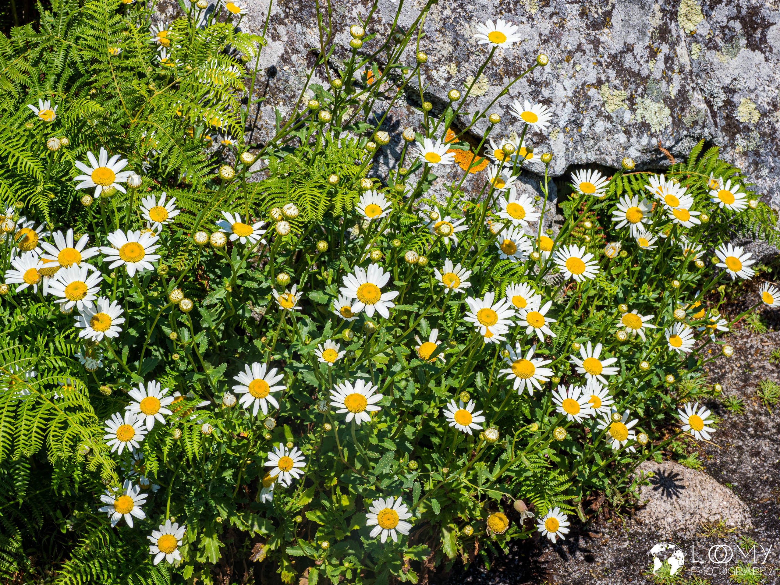 Margeriten