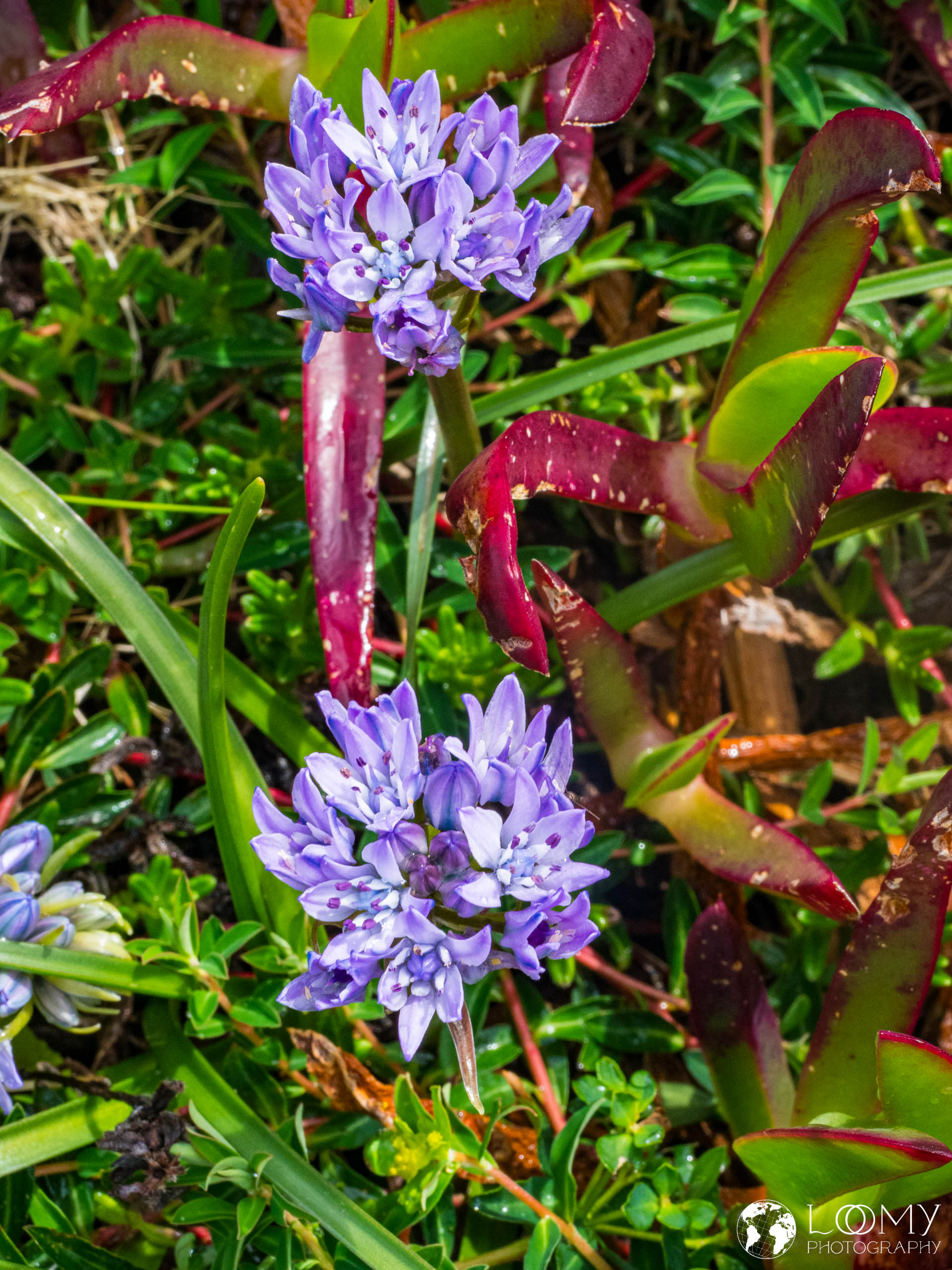 Blaustern