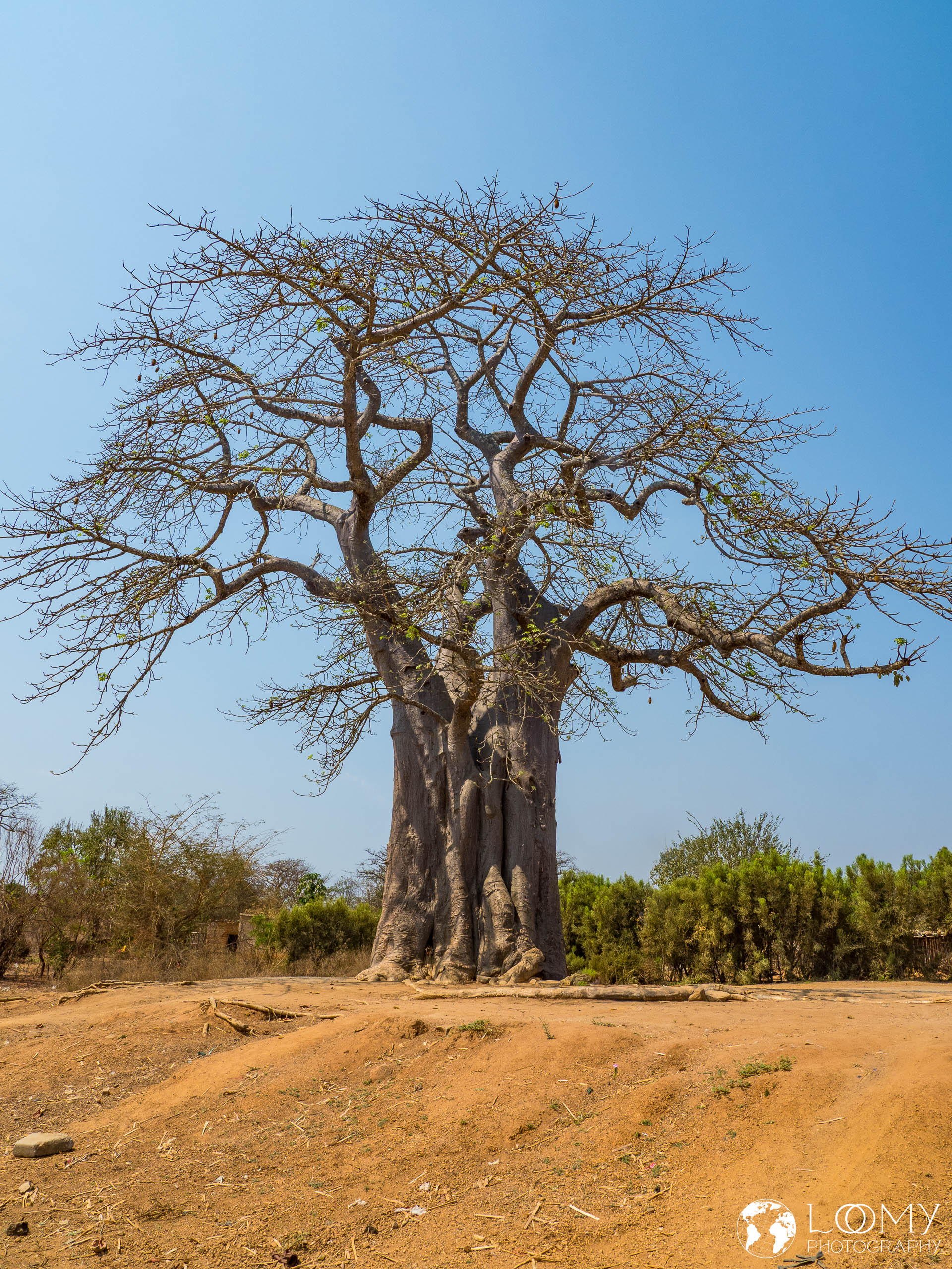 Baobab