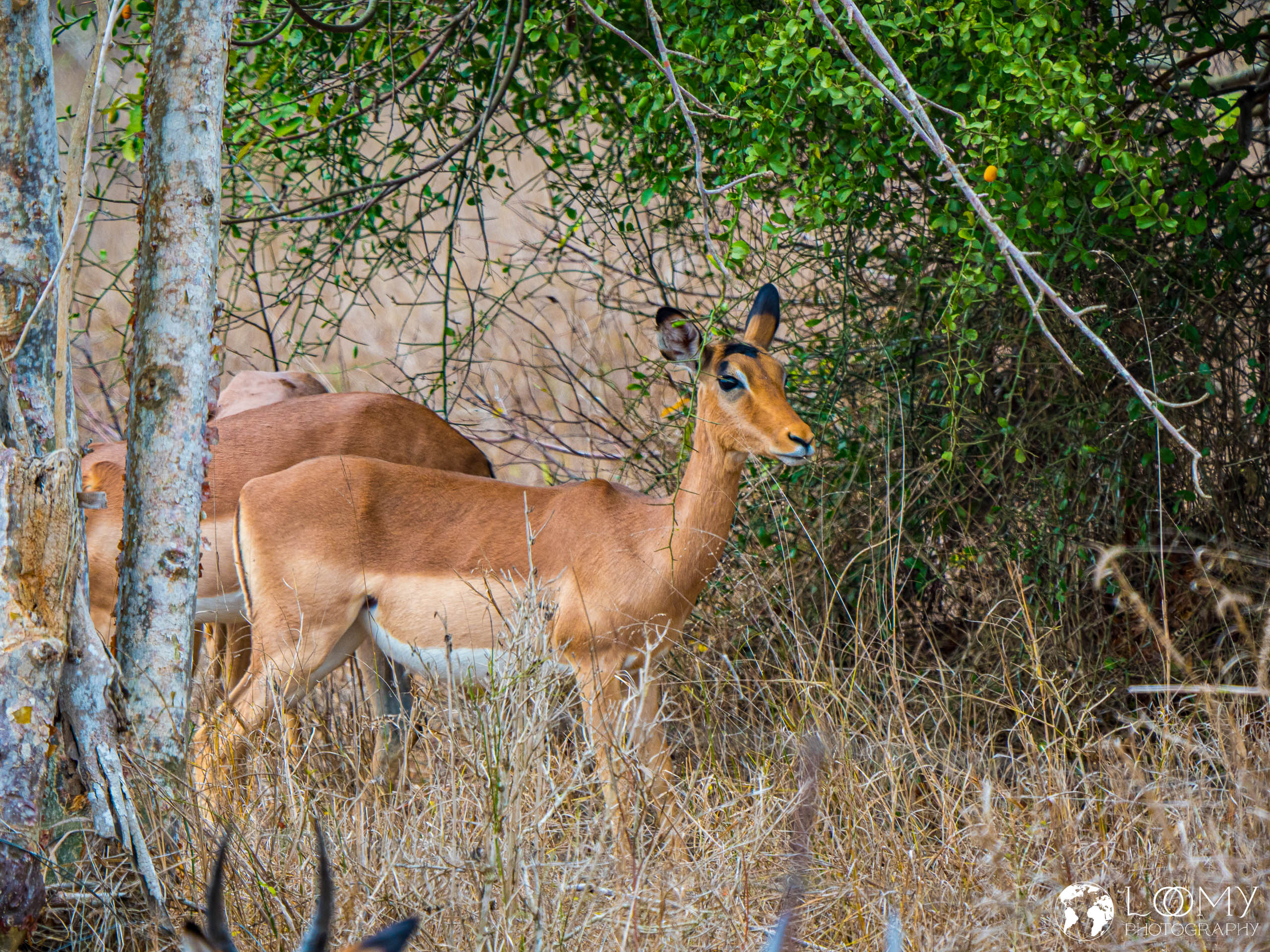Impala