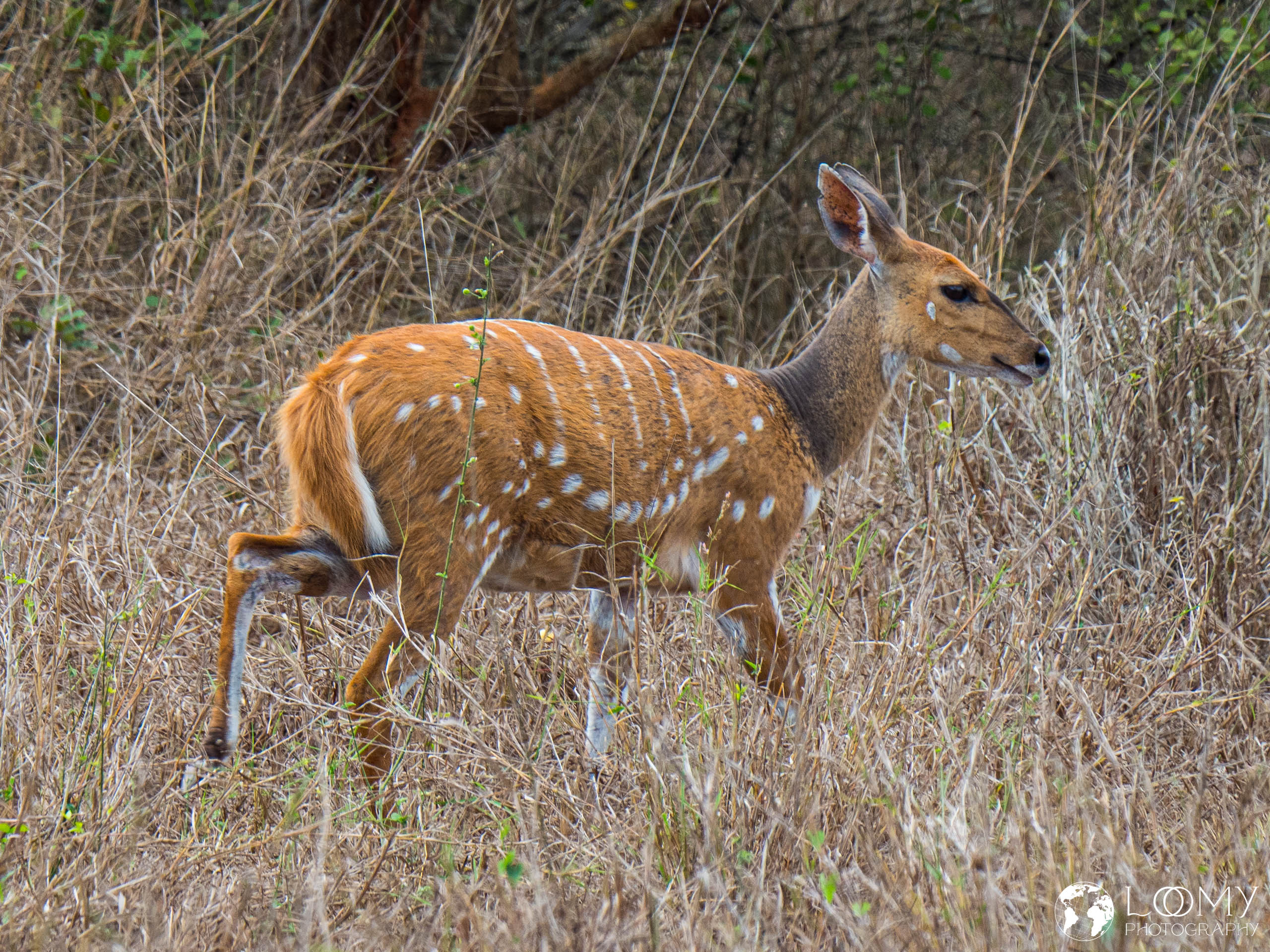 Impala