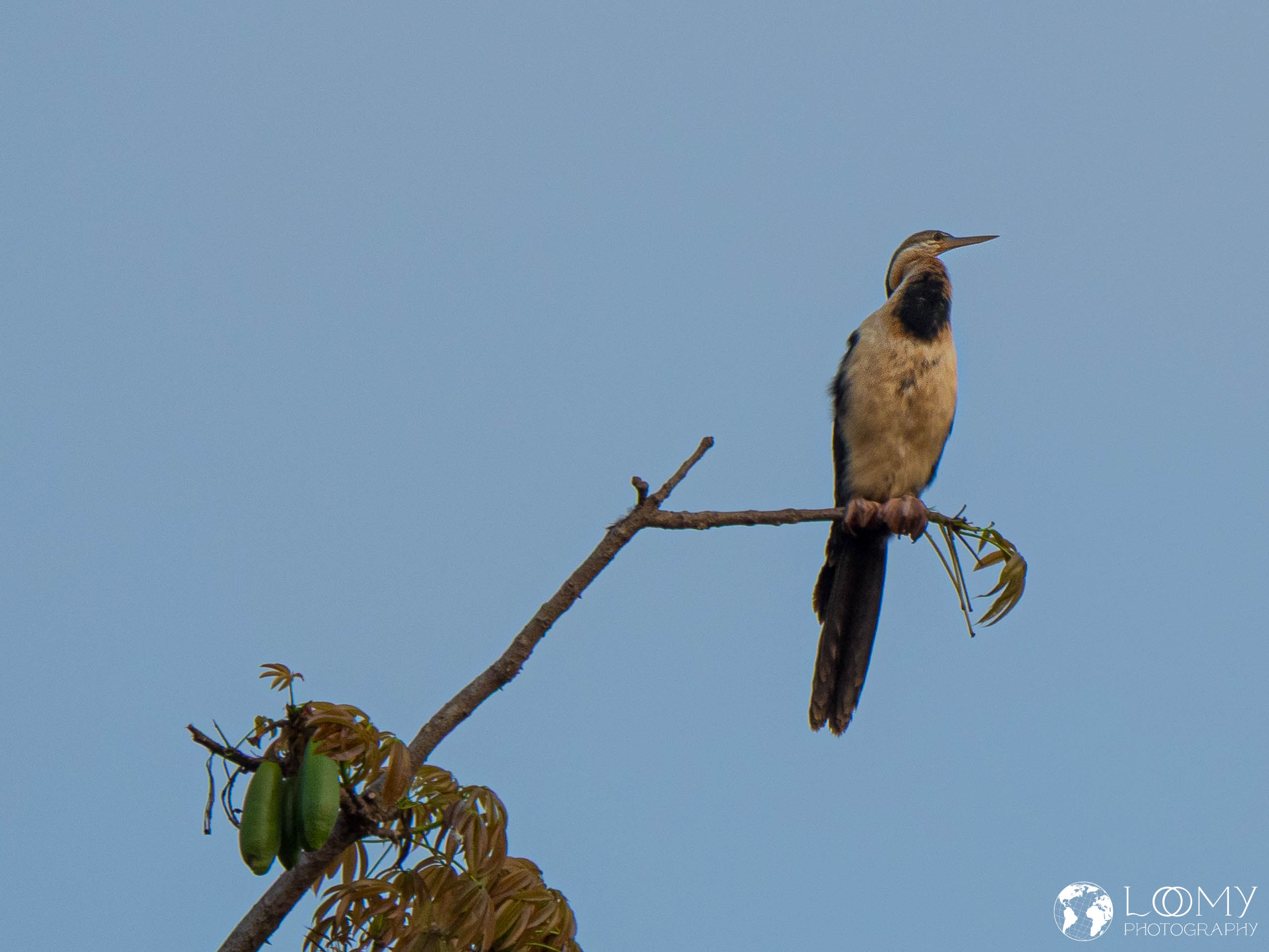 Schlangenhalsvogel