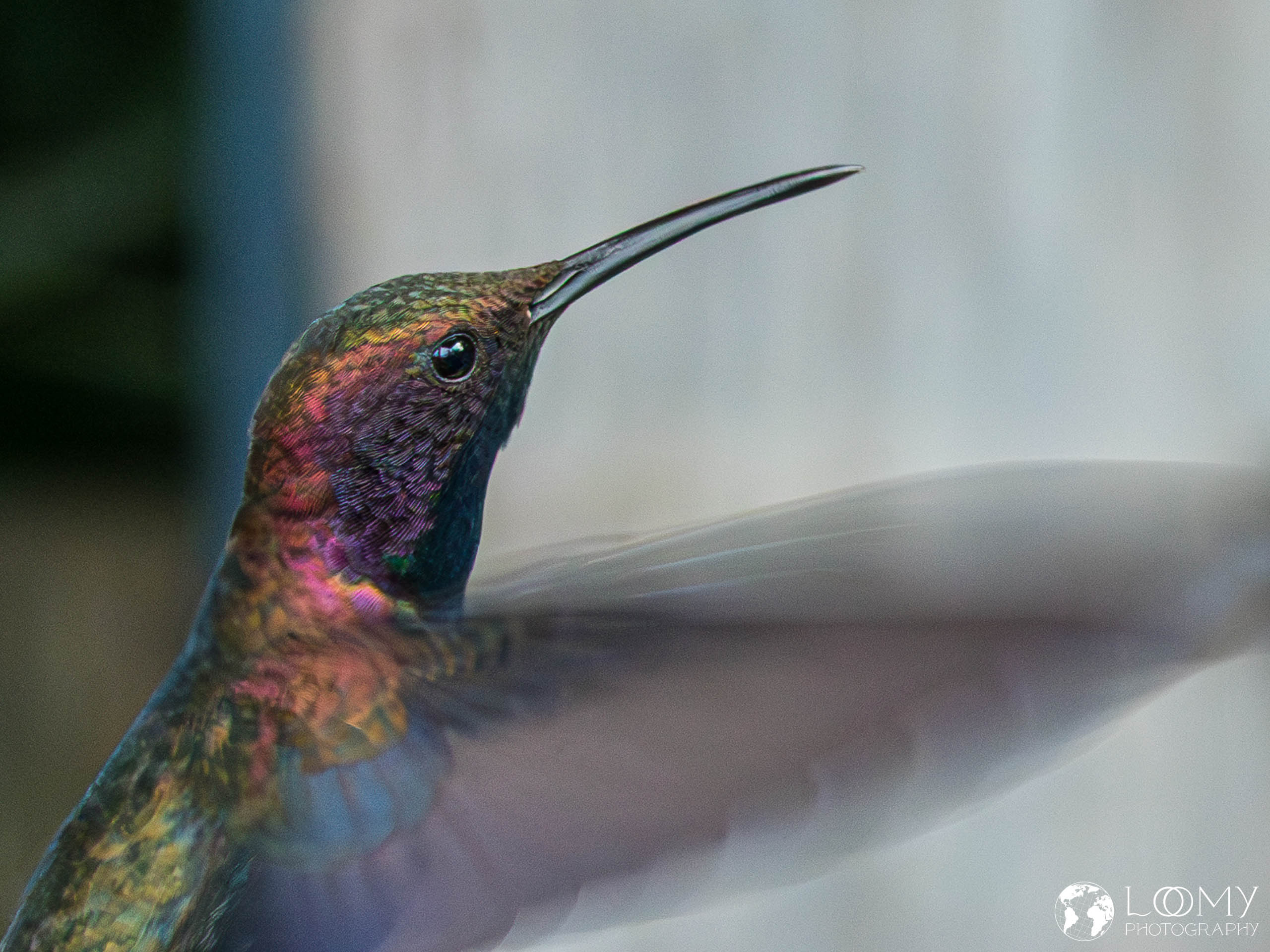 Jamaican Mango Kolibri