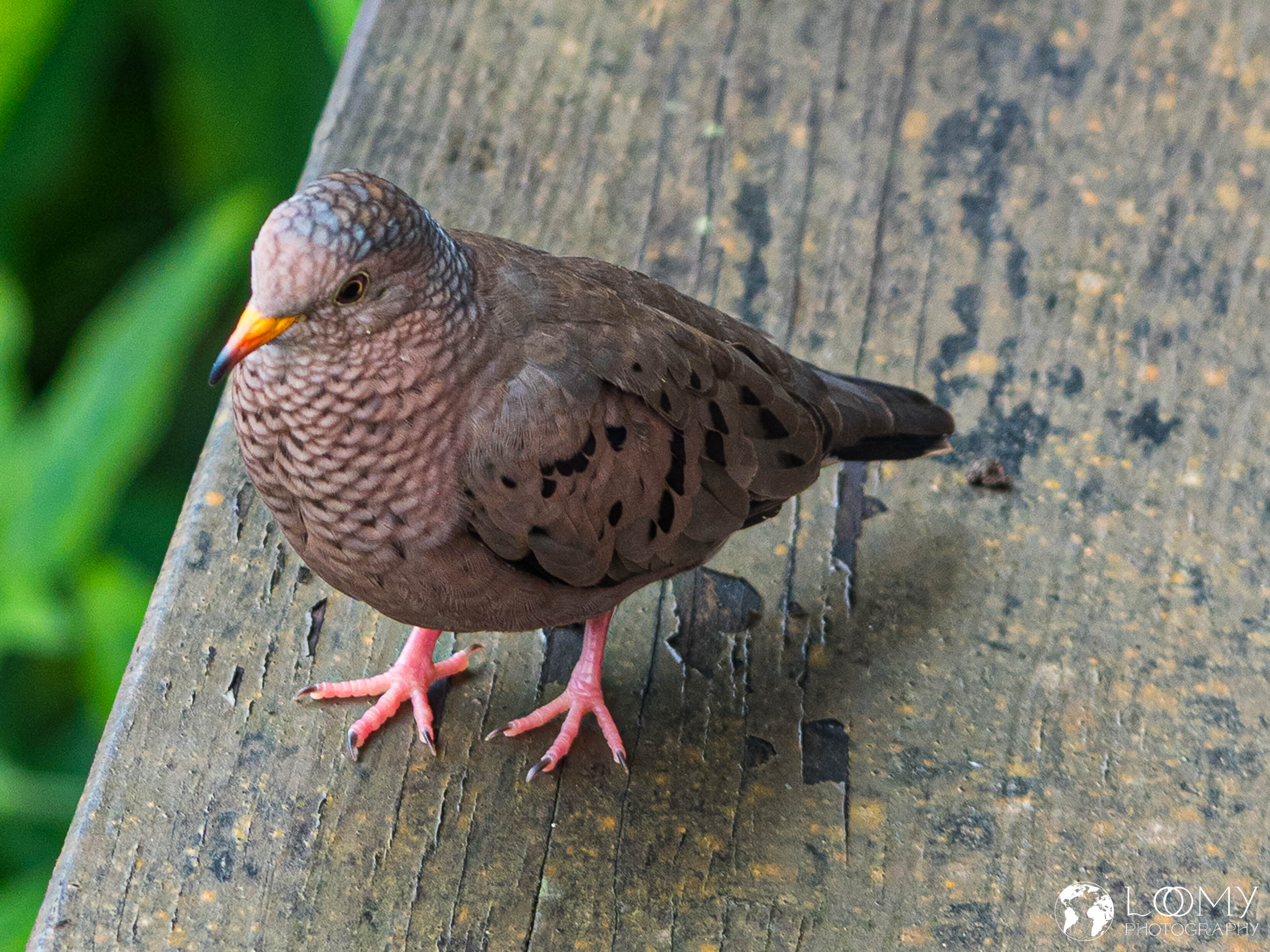 Sperlingstäubchen