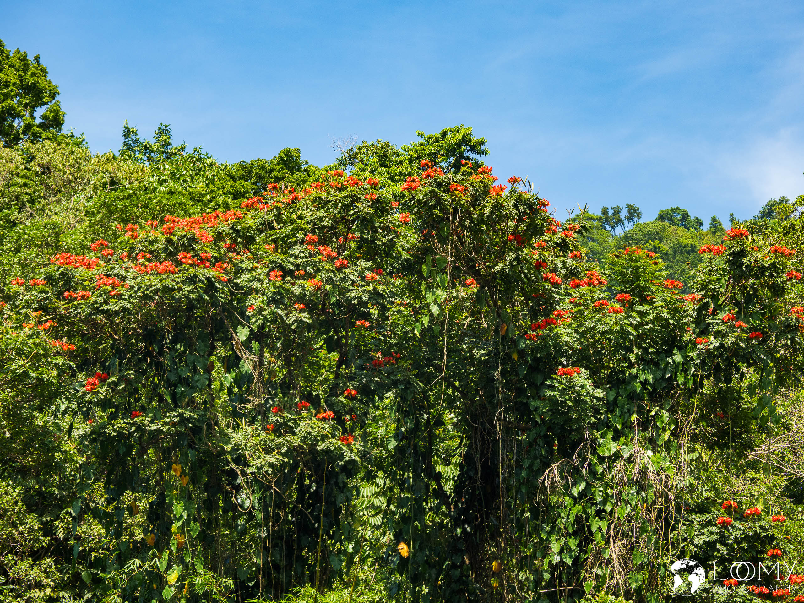Afrikanischer Tulpenbaum