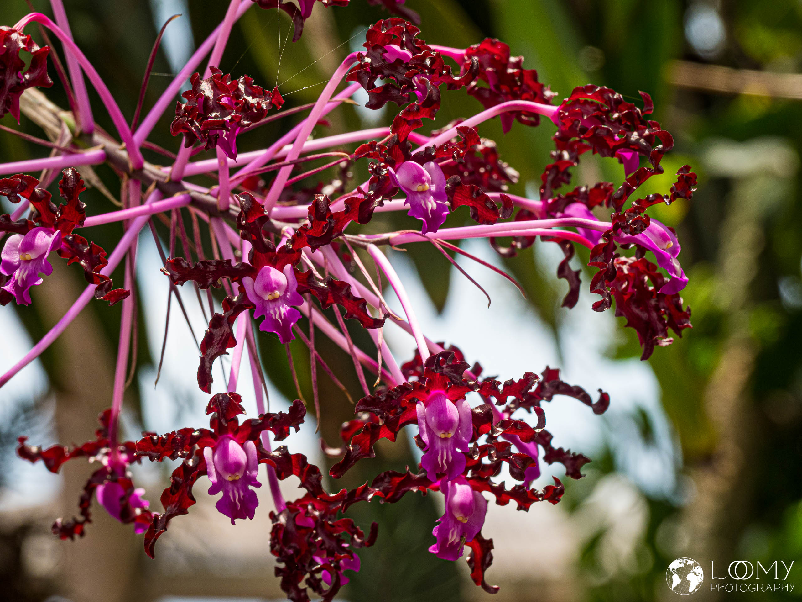 Orchidee