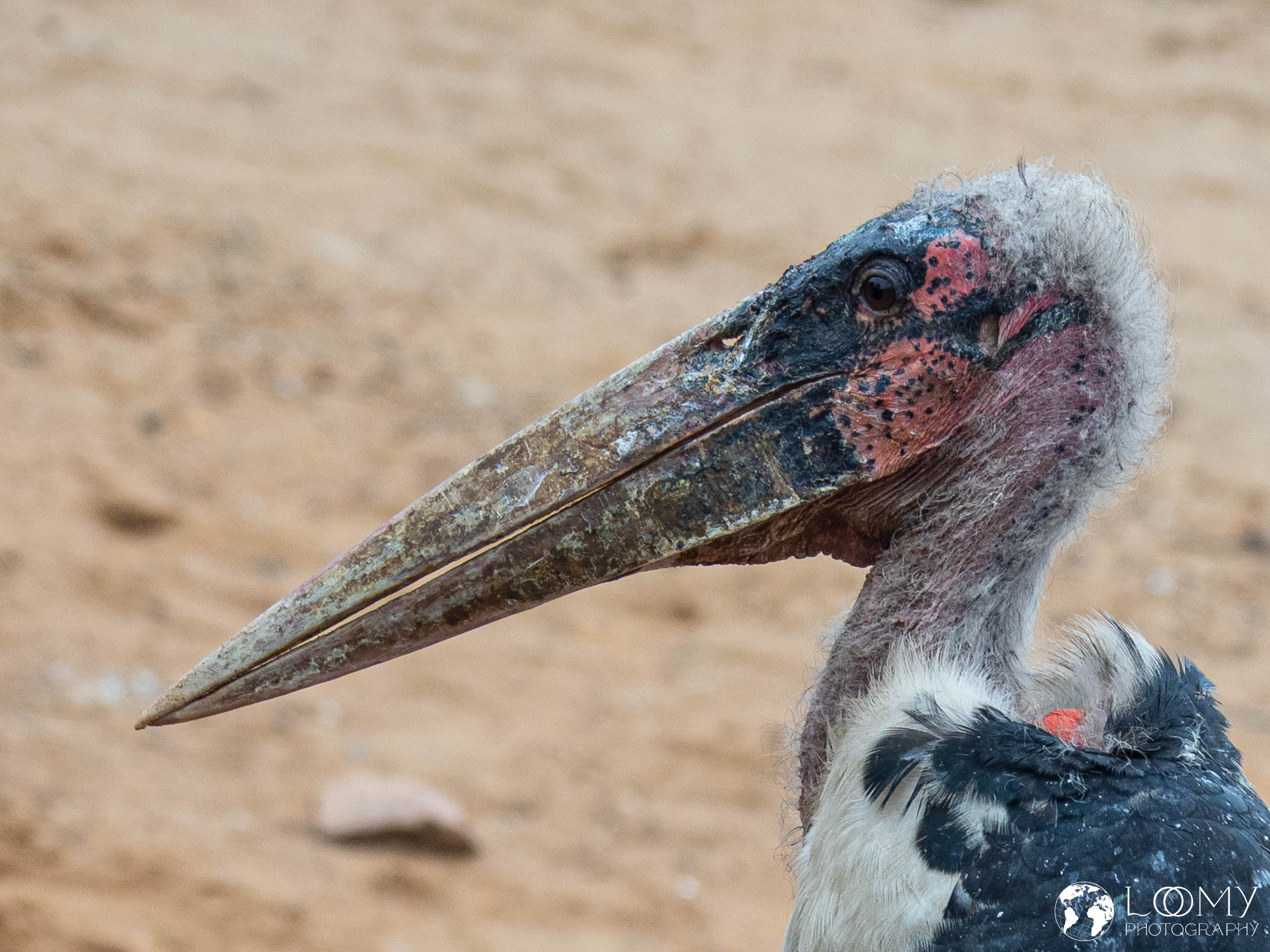 Marabu