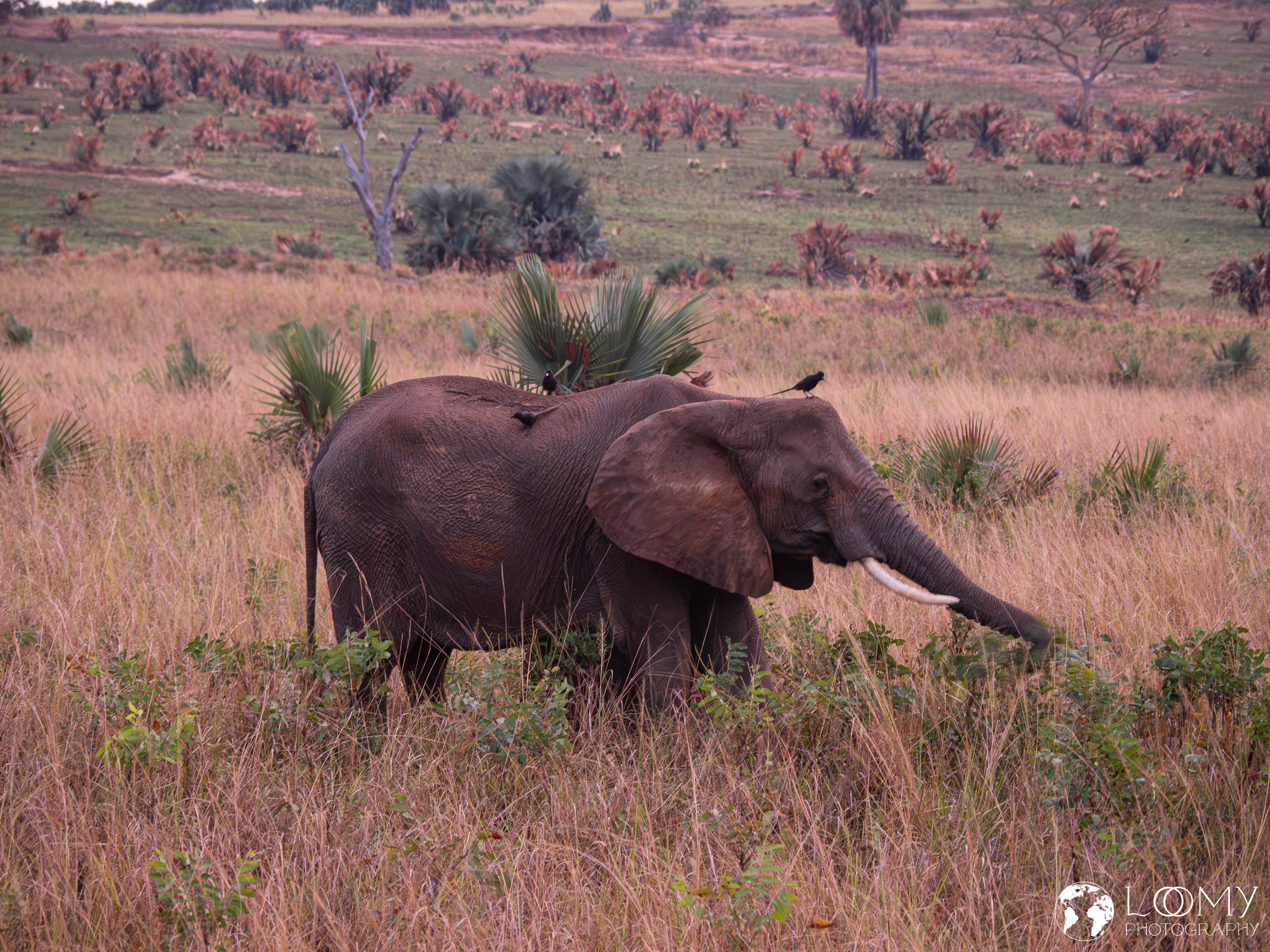Elefant