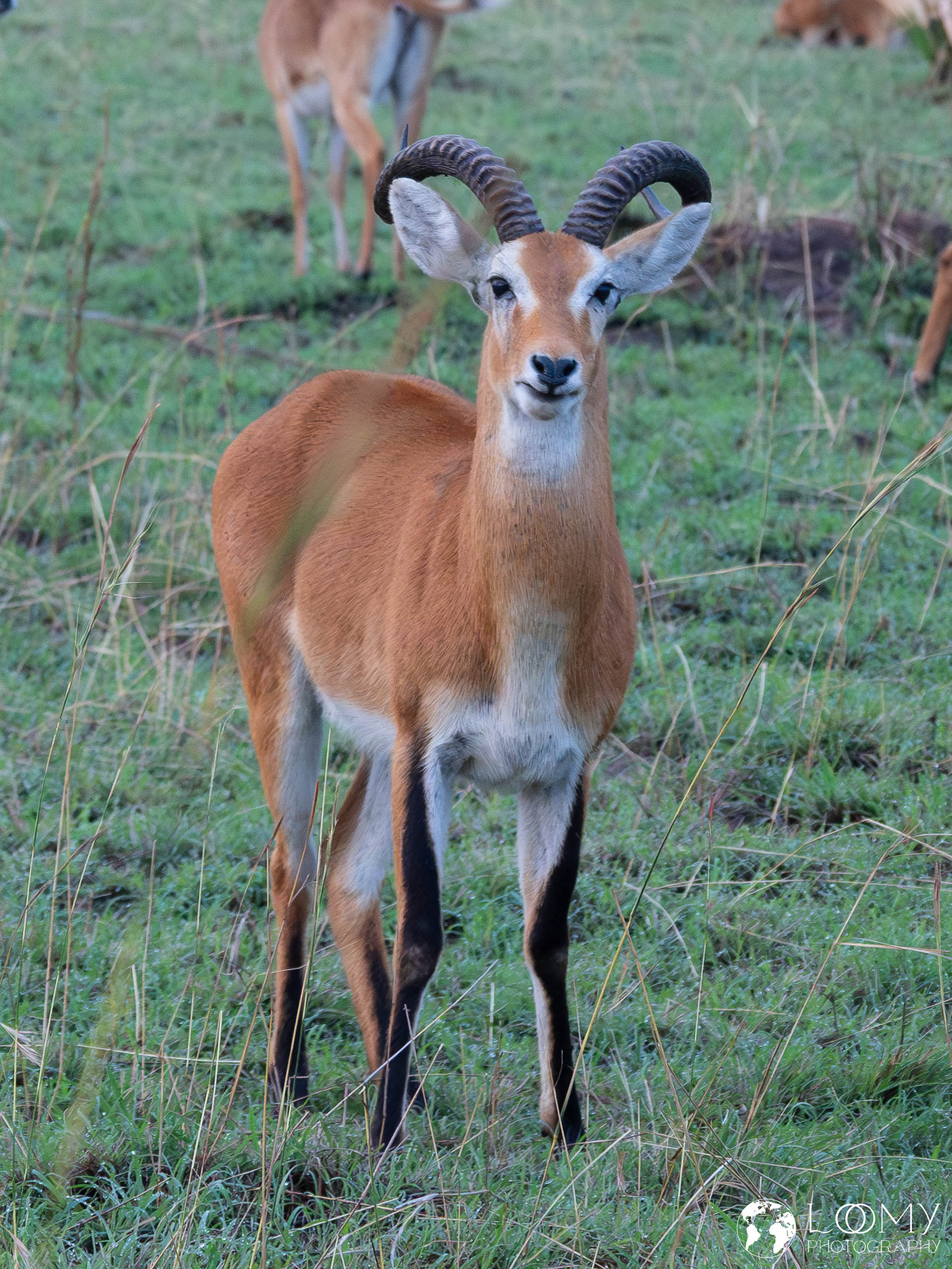 Kob