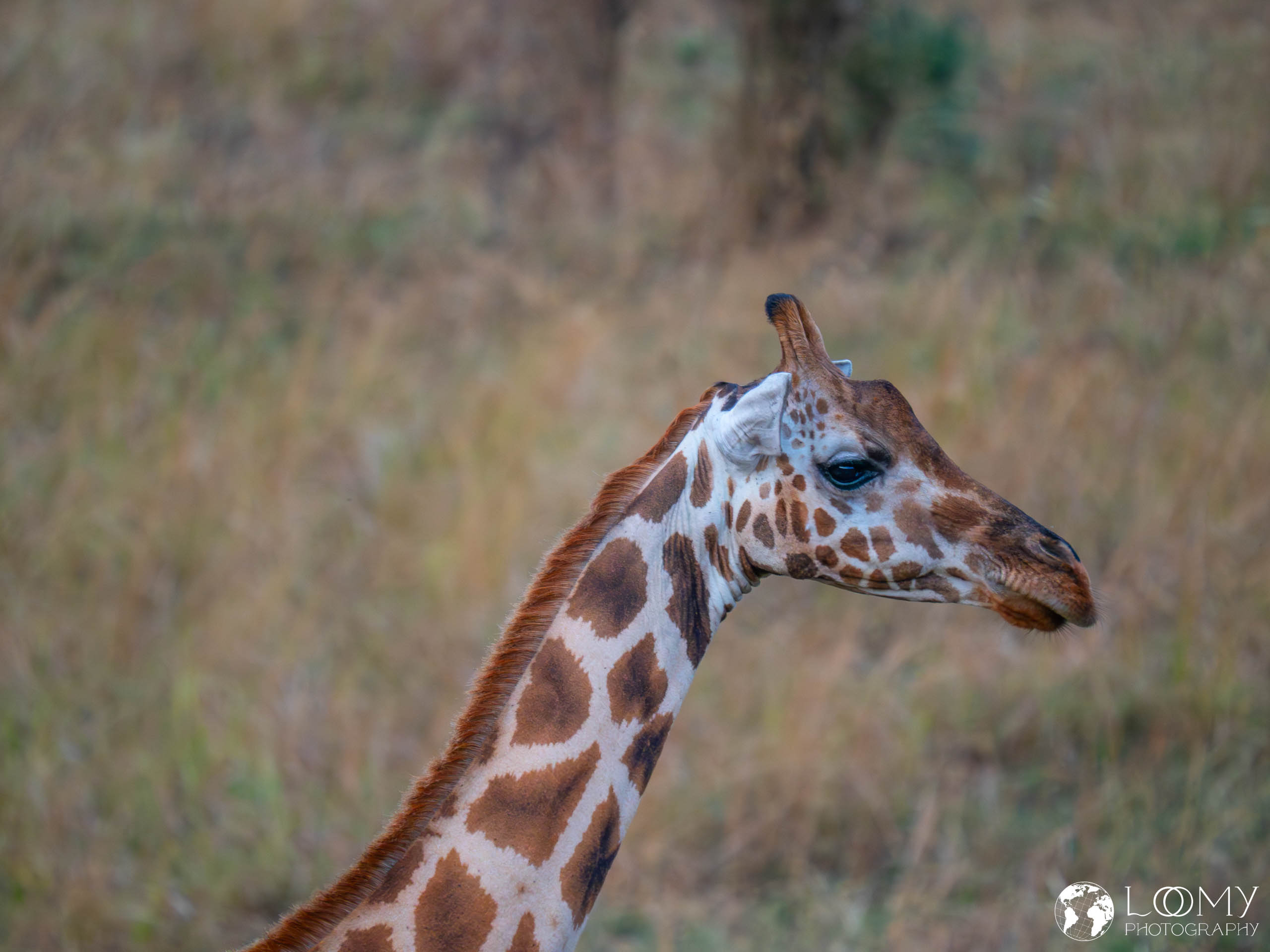 Giraffe