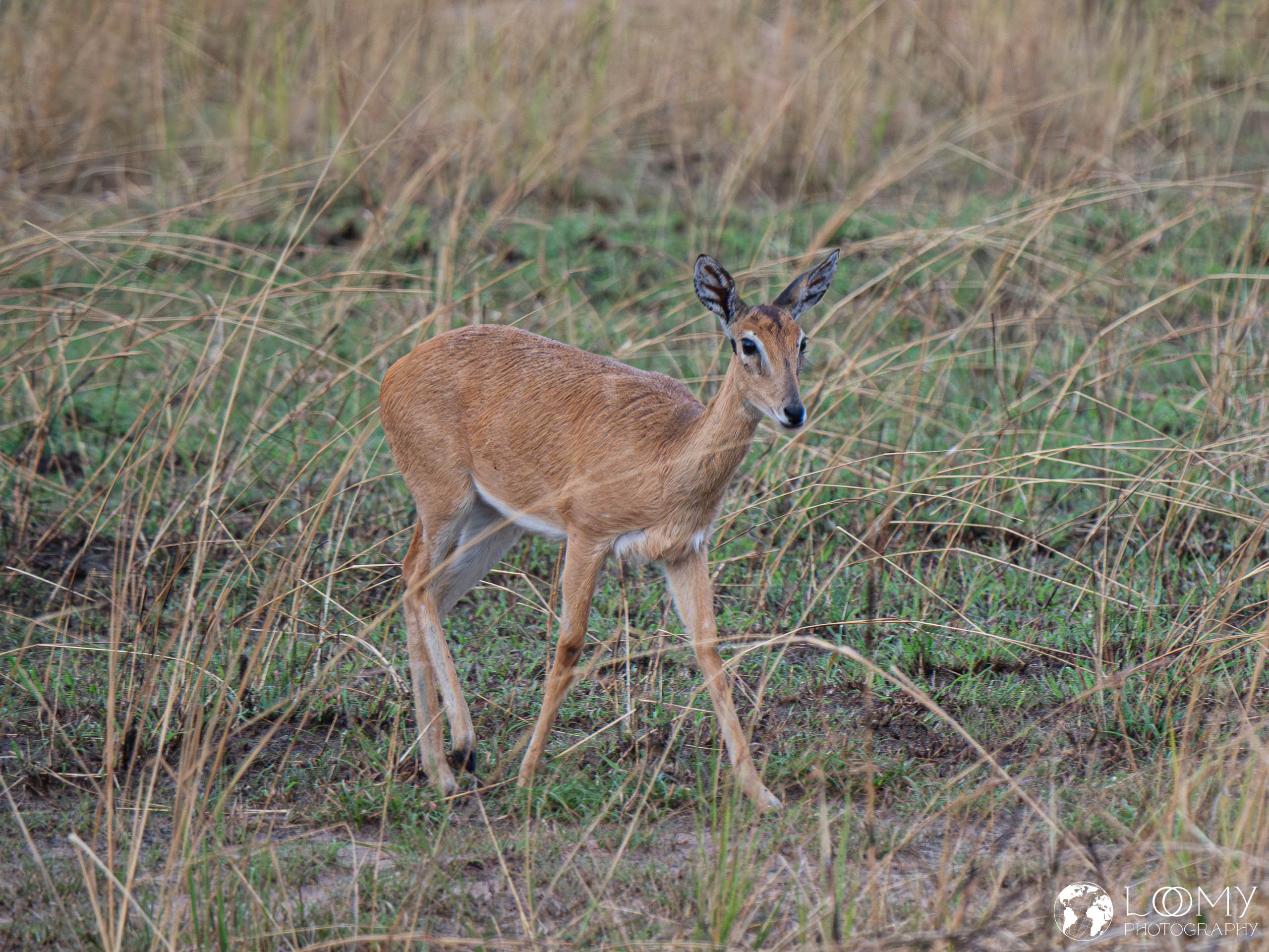 Oribi