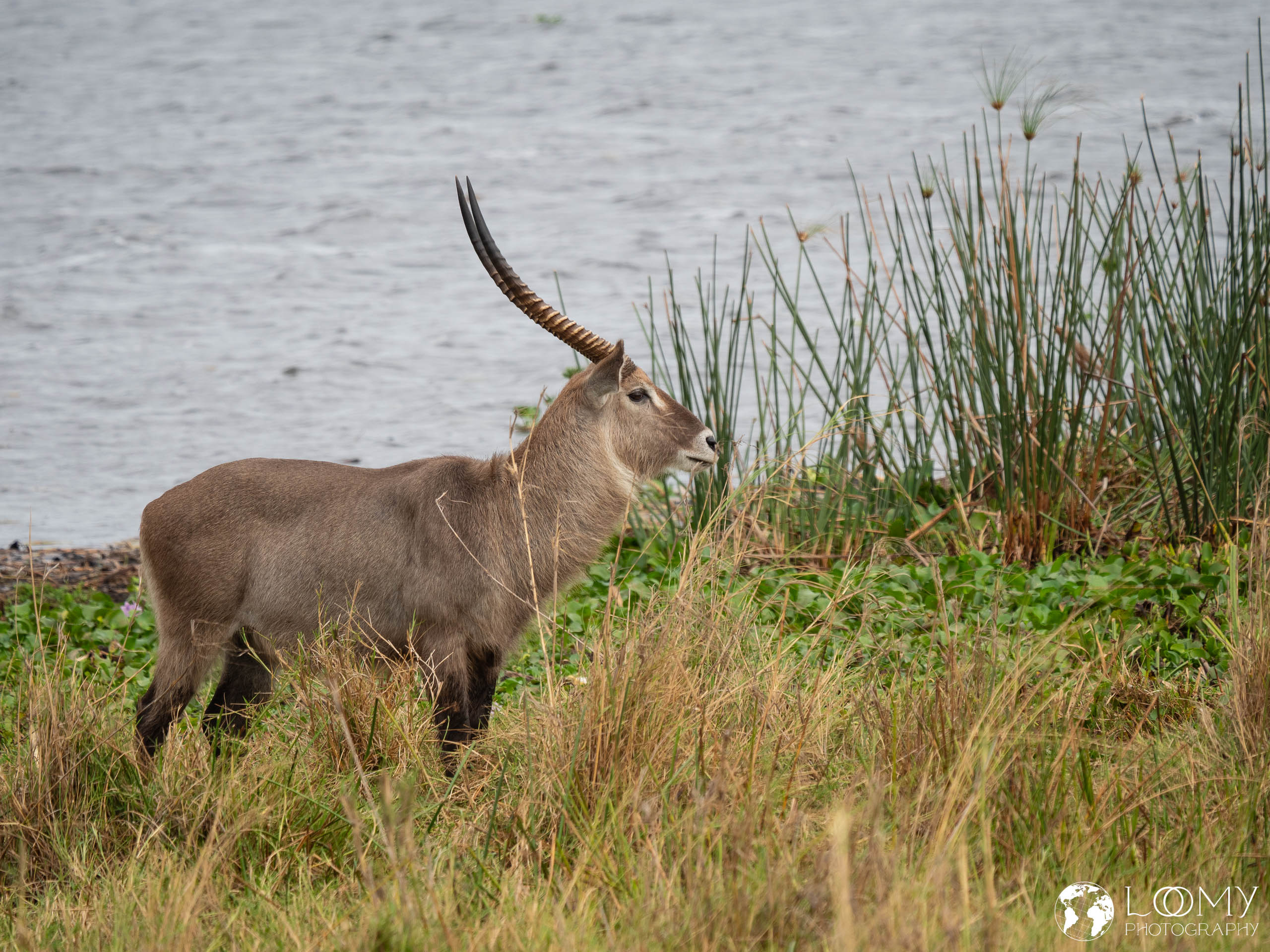 Wasserbock
