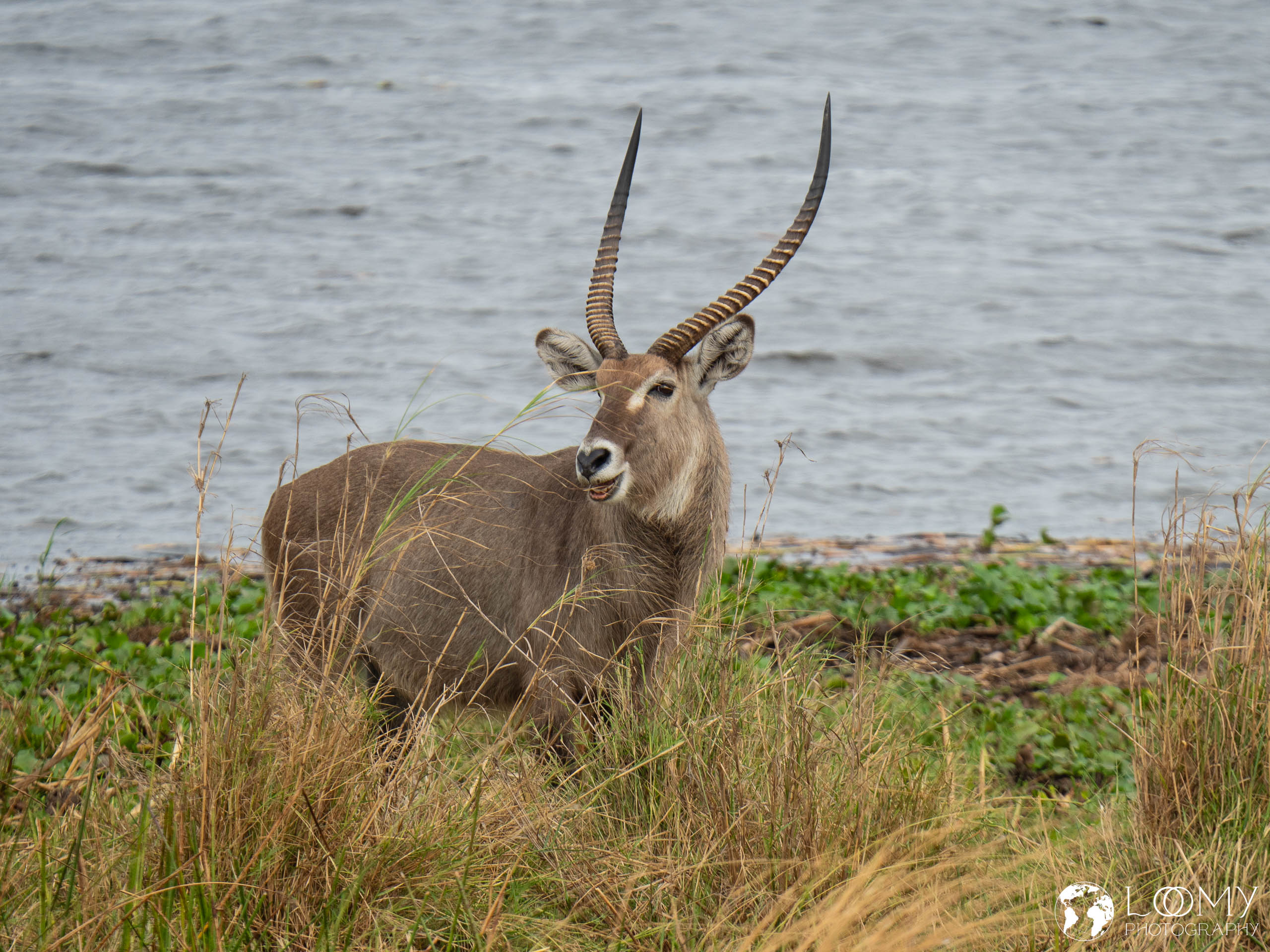 Wasserbock