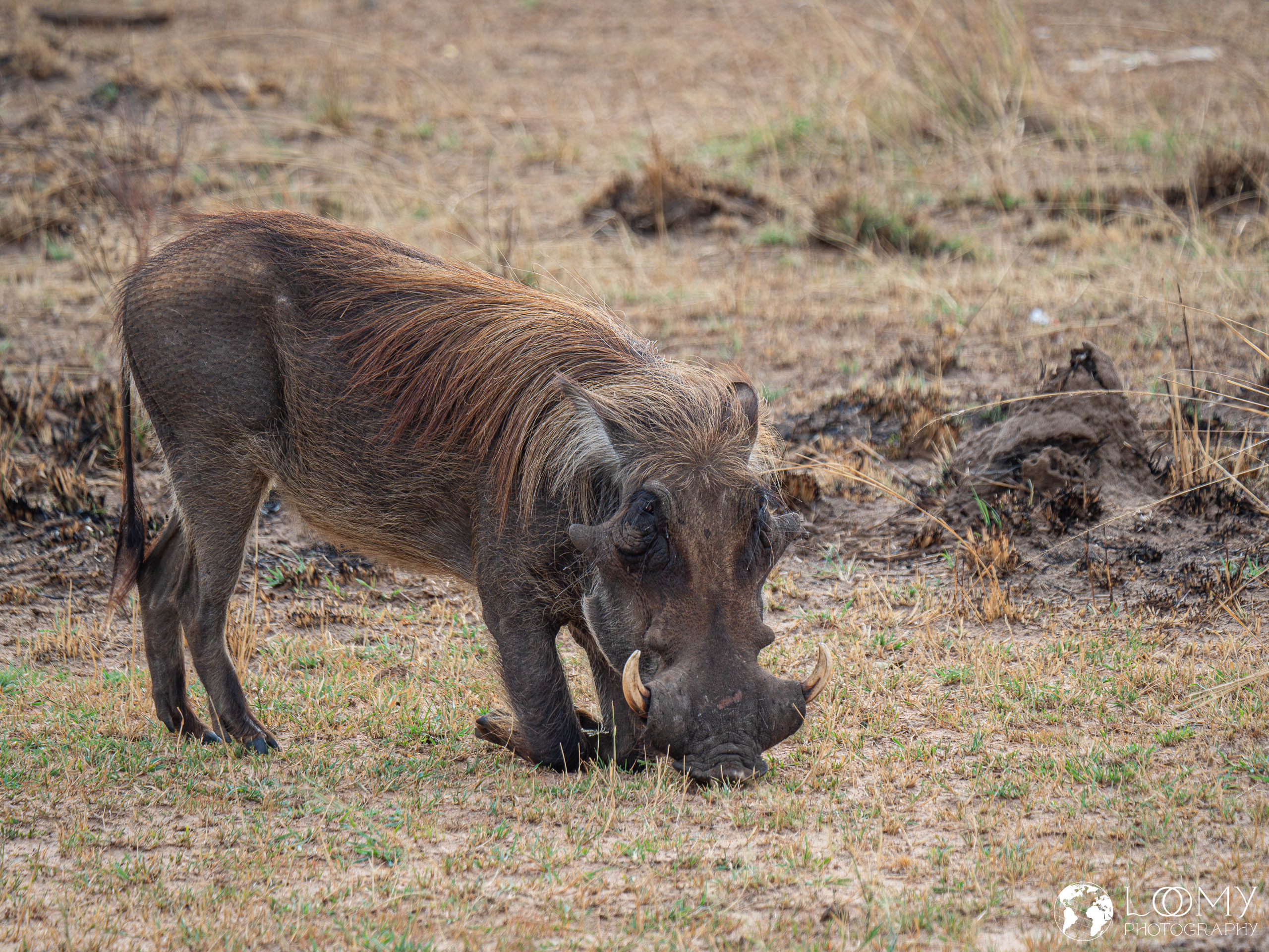 Warzenschwein