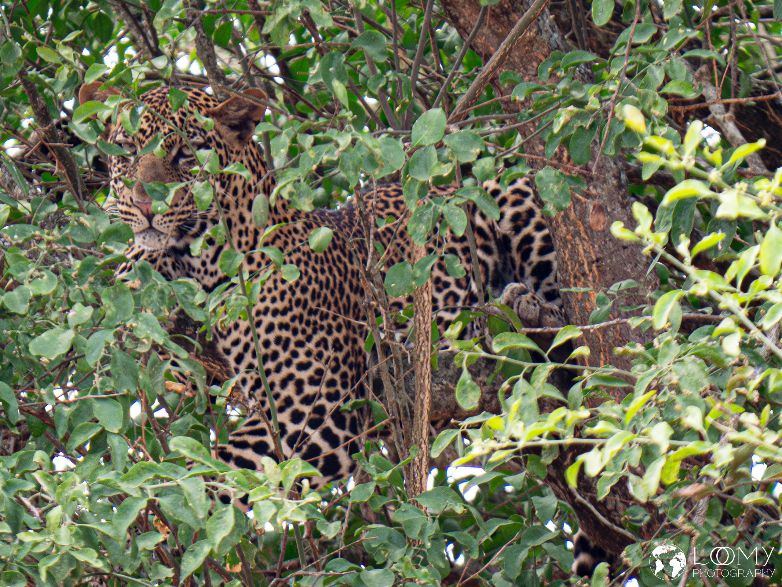 Leopard