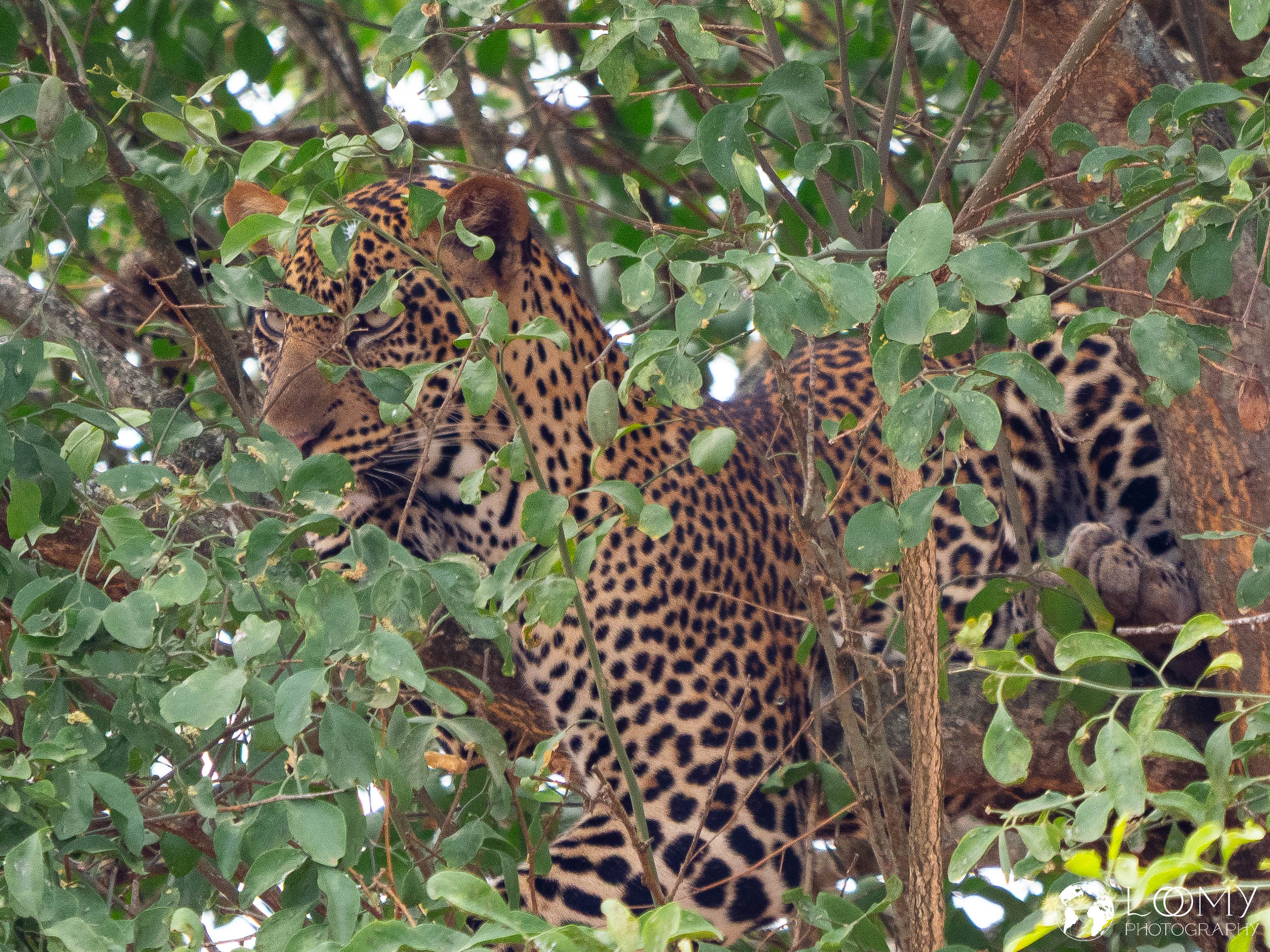 Leopard