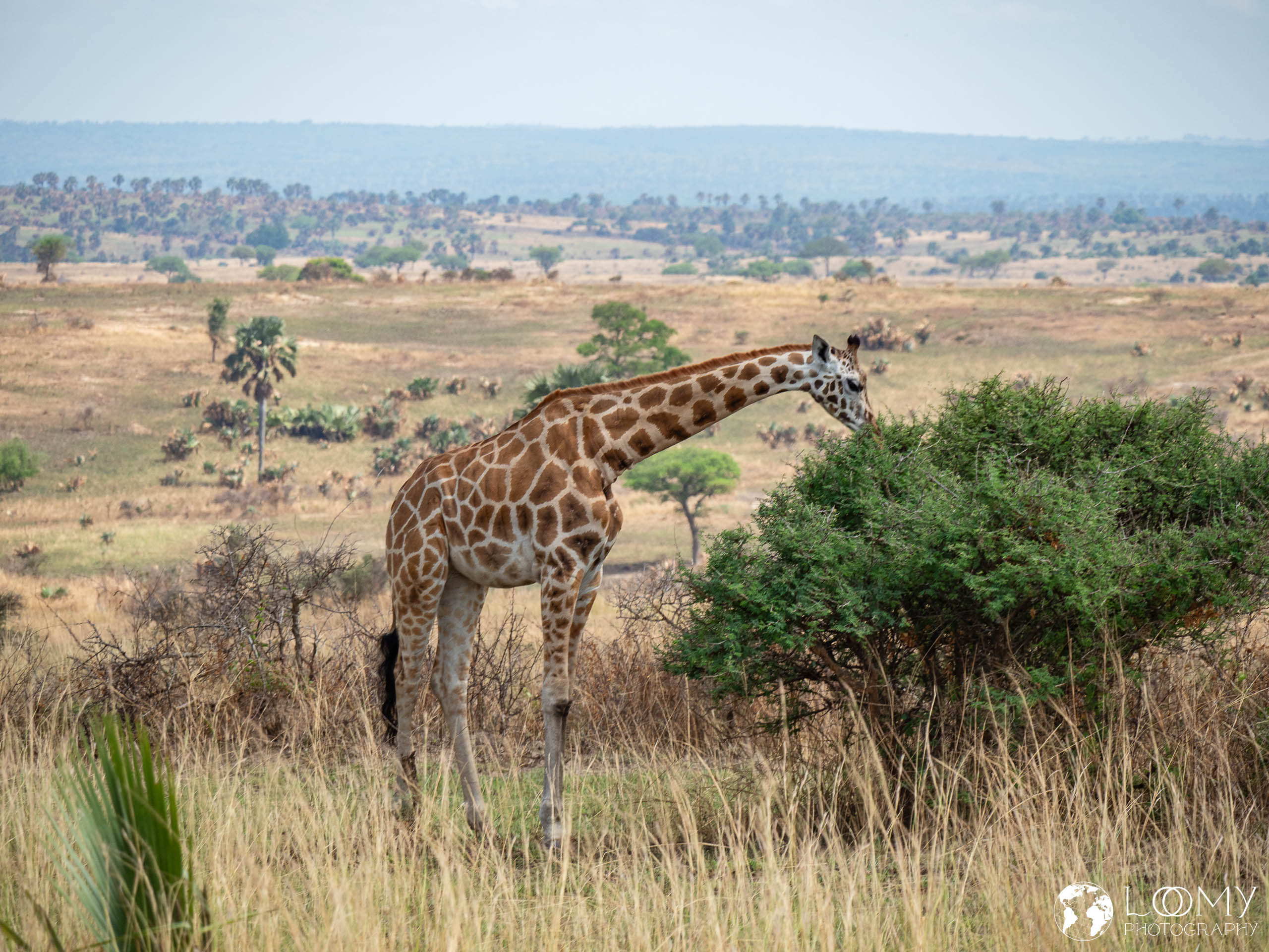 Giraffe